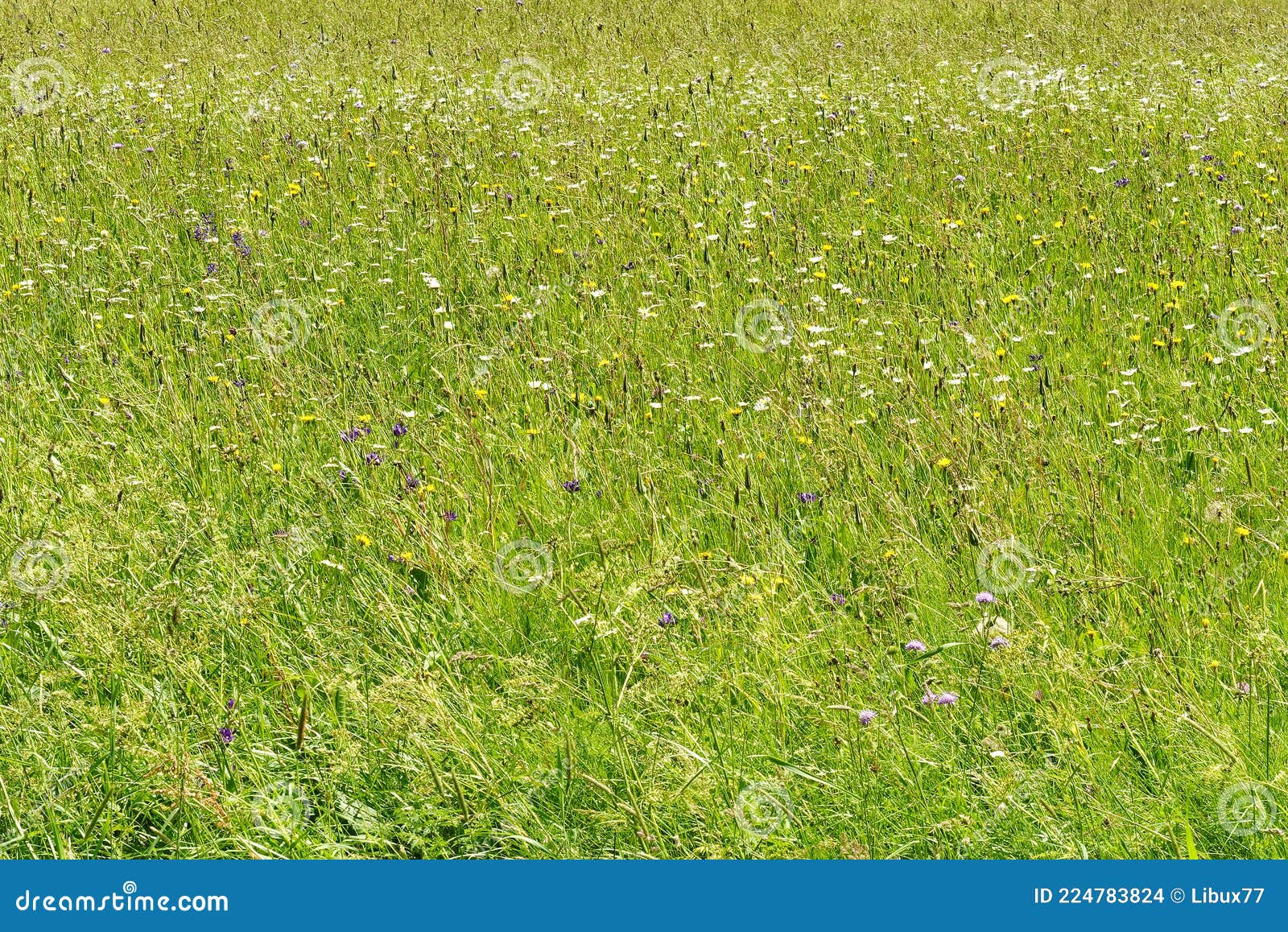 开花的以色列 冬雨过后，所有的田地和草坪都变绿了 库存图片. 图片 包括有 碱性, 兴旺的, 以色列, 绿色 - 174846183