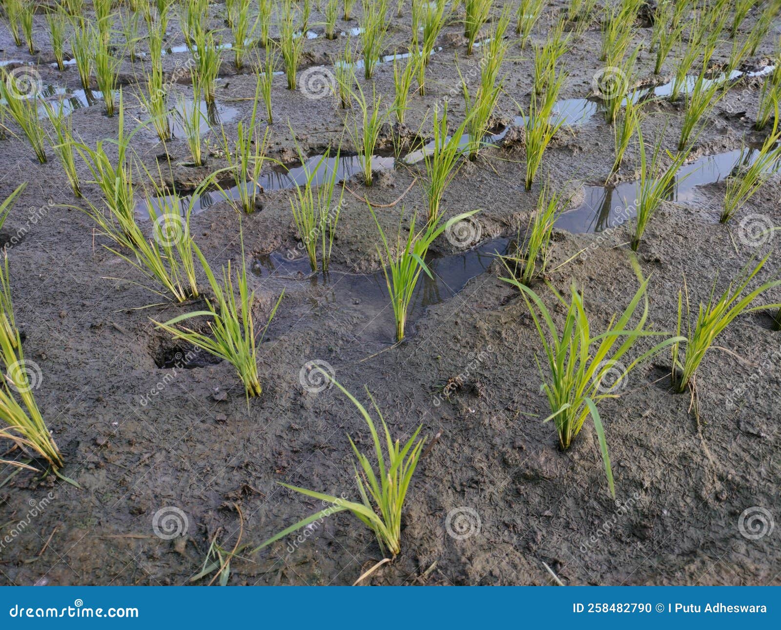 广西杂交水稻种子市值22.6亿元 居全国第2位 - 国际在线移动版