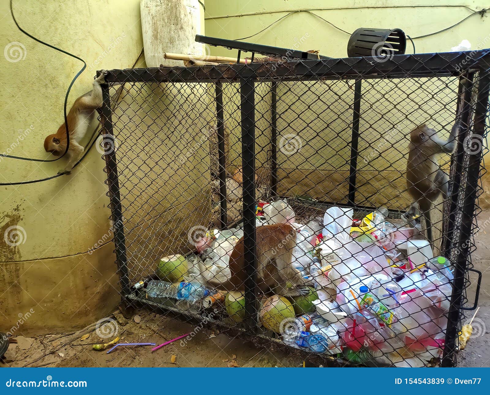 动物园笼子中的猴子图片素材-编号24341238-图行天下