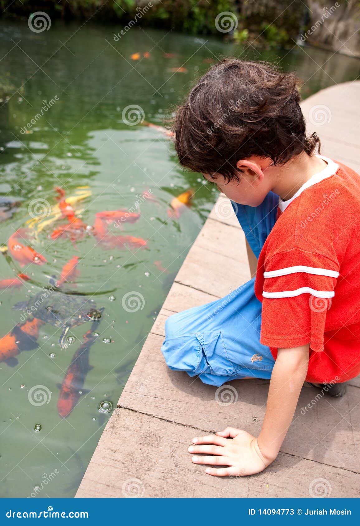 男孩提供的鱼热带日本koi的池塘. 男孩提供的鱼日本koi池塘热带年轻人