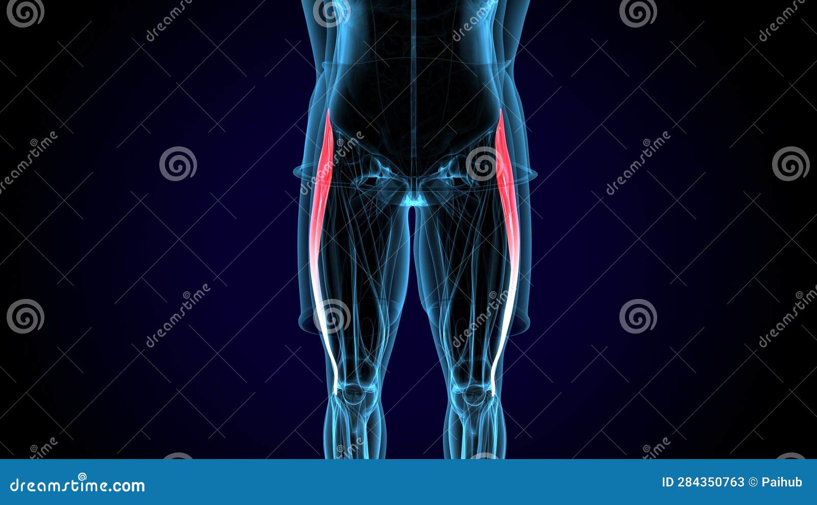 小腿骨（胫腓骨）解剖图谱_医学