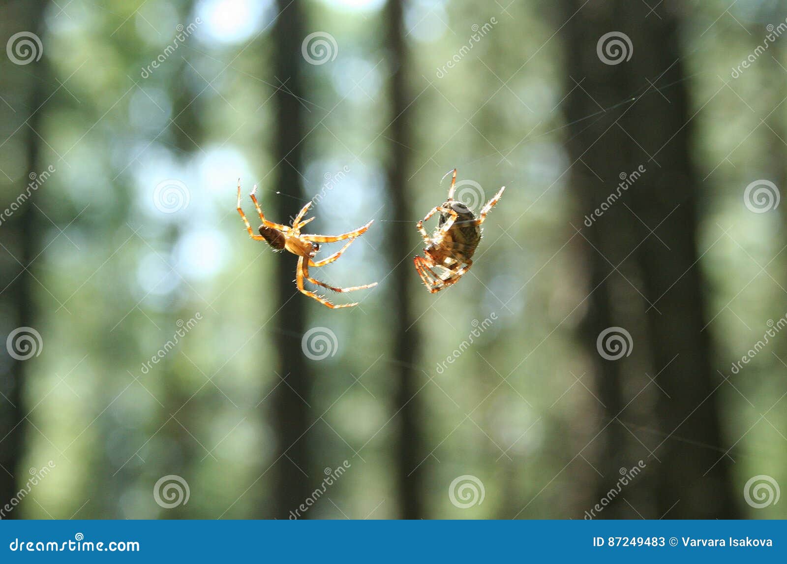 男性和女性蜘蛛. 喜爱见面在蜘蛛网在夏天阳光下