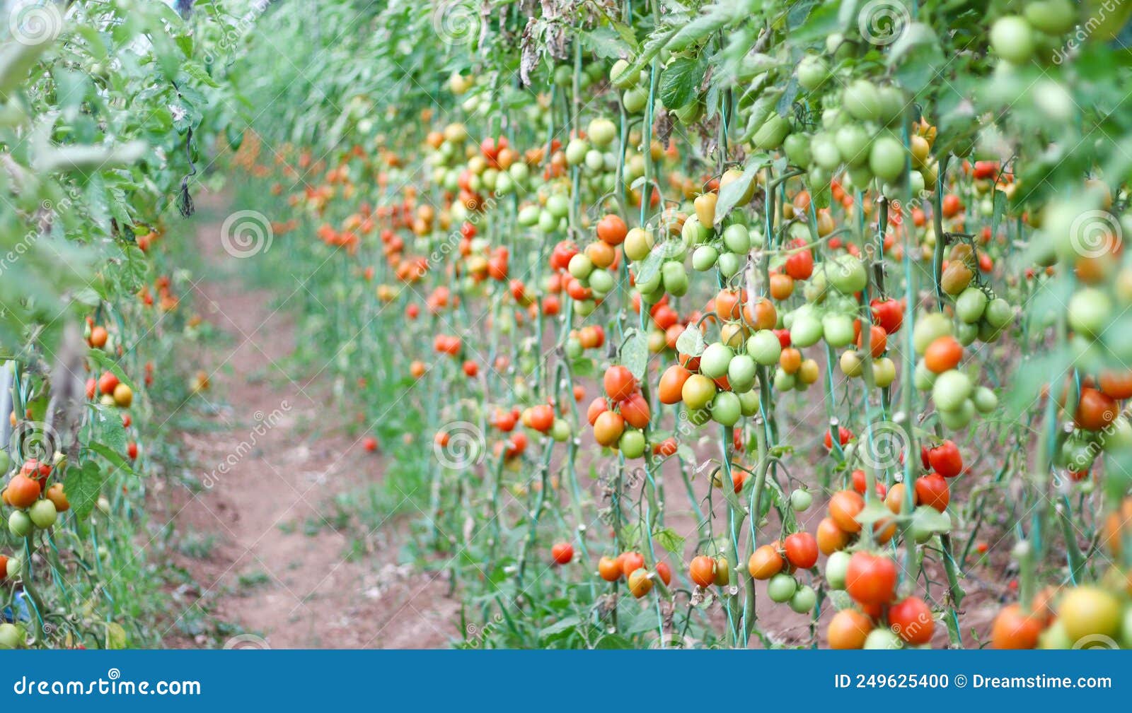 【价格行情】解密2015番茄价格一落千丈的主要原因 - 中国蔬菜 - 新农资360网|土壤改良|果树种植|蔬菜种植|种植示范田|品牌展播|农资微专栏