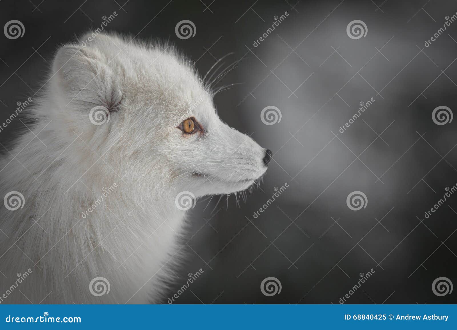 300,000+张最精彩的“白狐”图片 · 100%免费下载 · Pexels素材图片