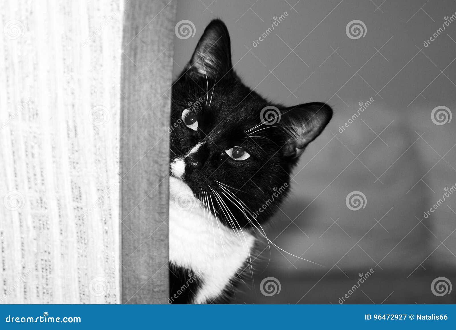 偷看通过门的猫 库存图片. 图片 包括有 好奇, 空白, 敌意, 慌张, 通过, 逗人喜爱, 偷看, 国内 - 49598281