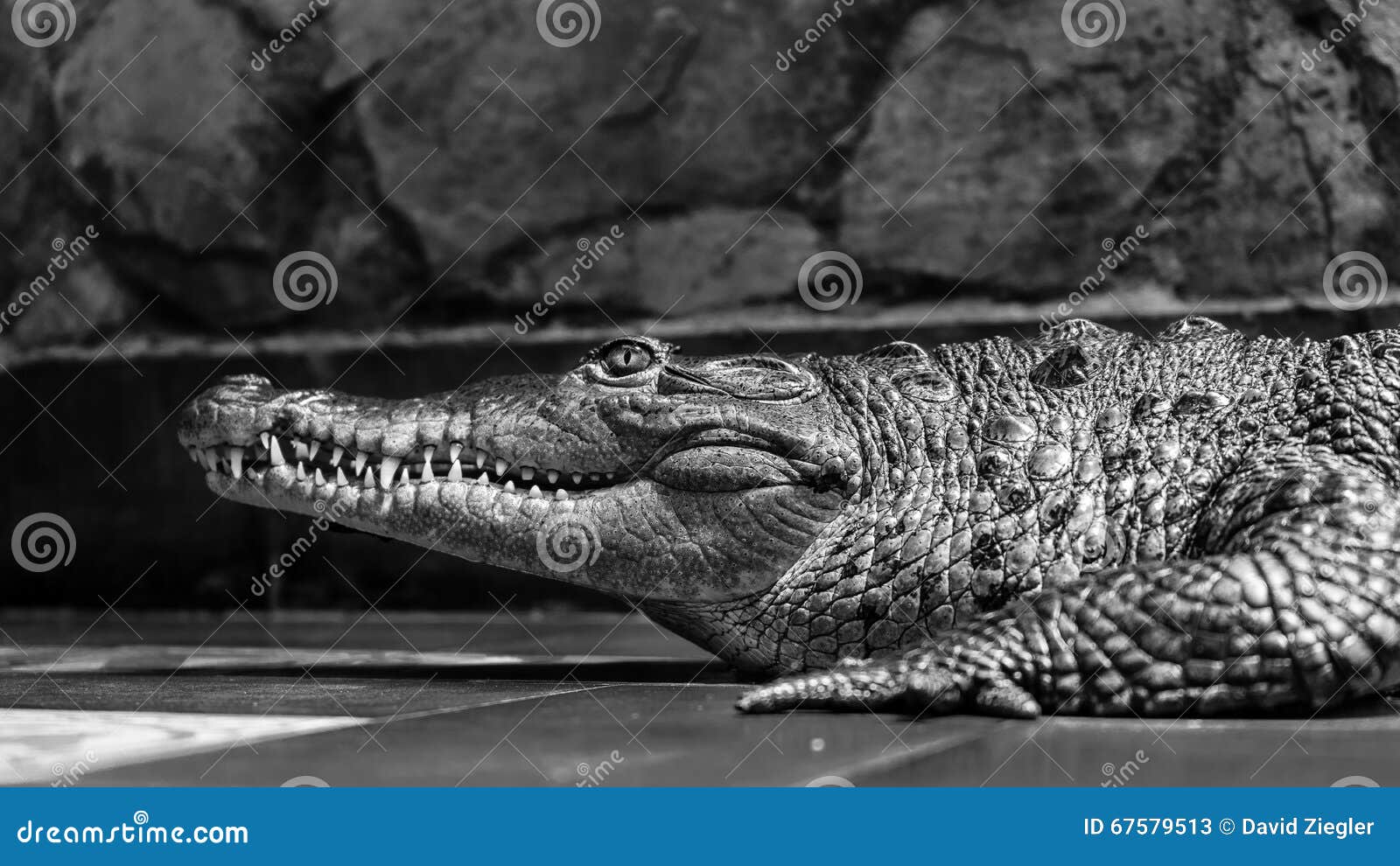 一幅黑白的鳄鱼在水下游泳的画像 库存照片. 图片 包括有 陈列, 爬行动物, 鳄鱼, 破擦声, 题头, 重婚 - 178657146
