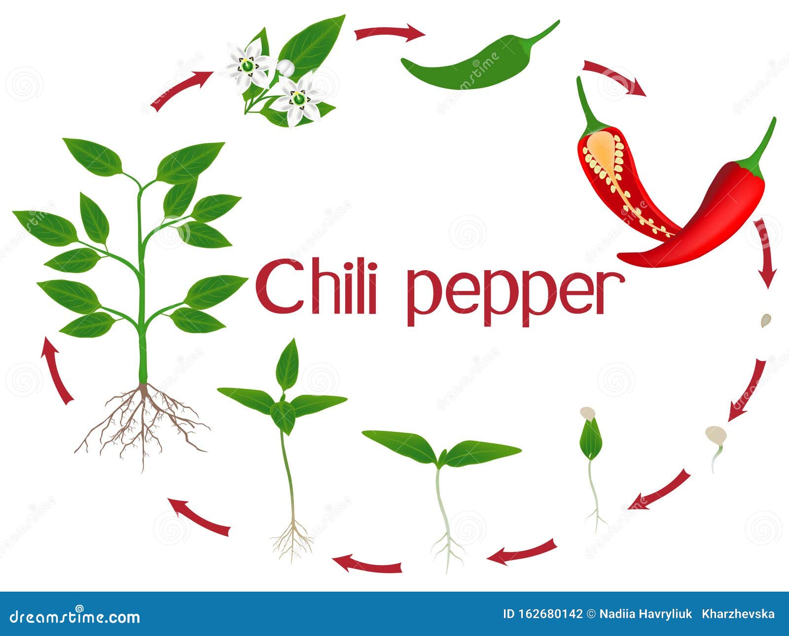 When To Pick Bell Peppers For Peak Ripeness - Grow Hot Peppers