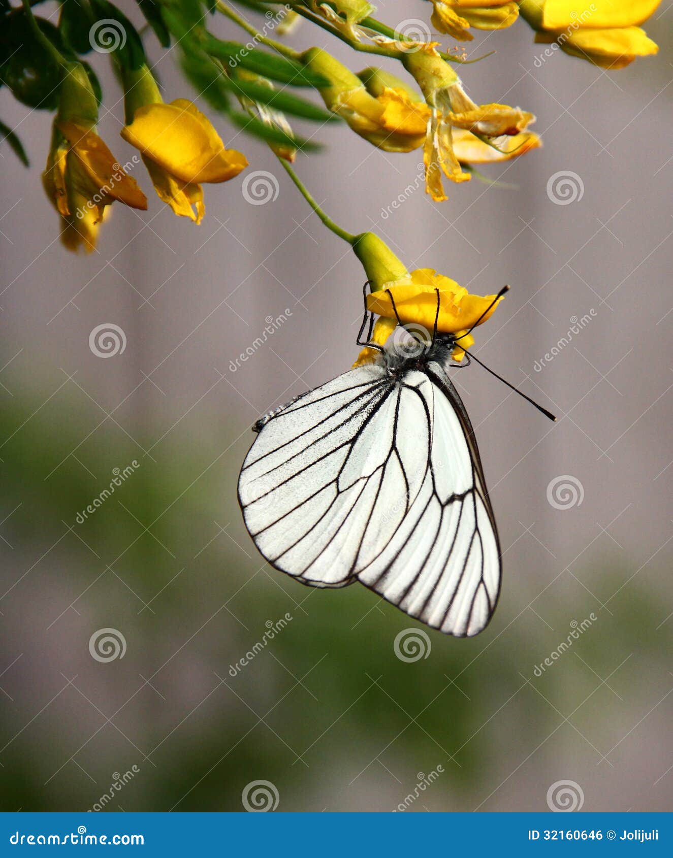 白蝴蝶和花朵jpg图片免费下载_编号153hd536z_图精灵