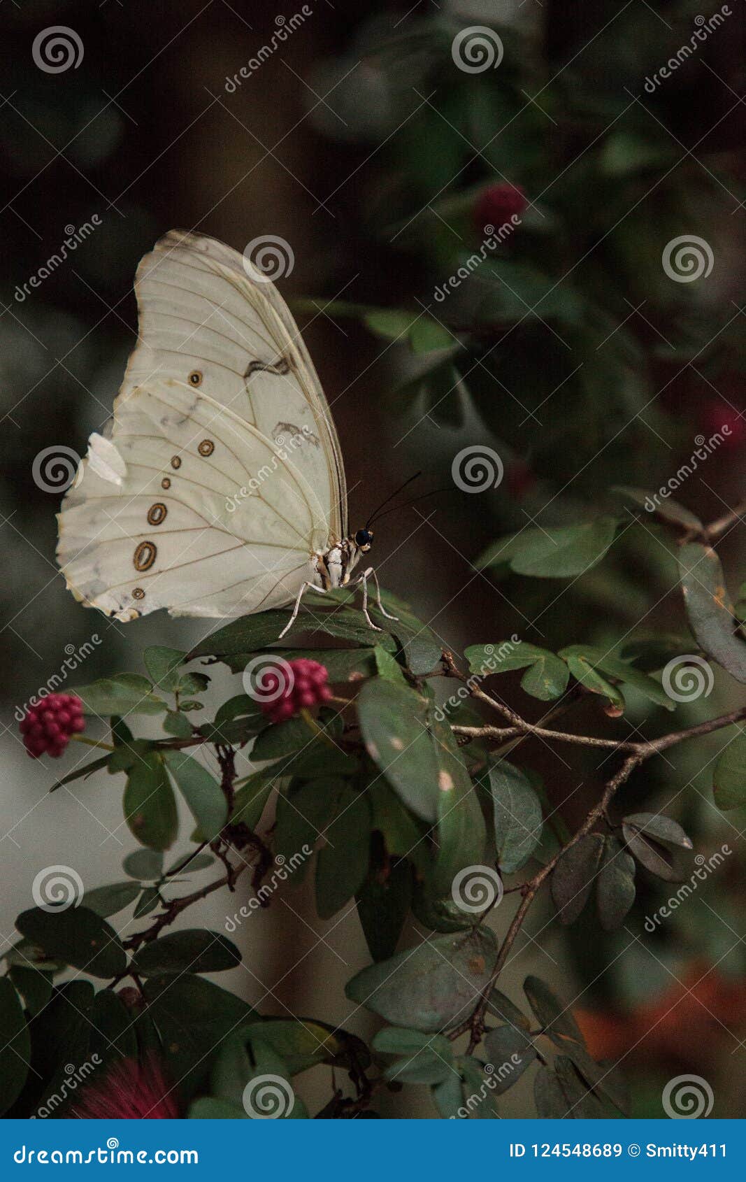 白色morpho蝴蝶Morpho polyphemus在一棵树栖息在庭院里
