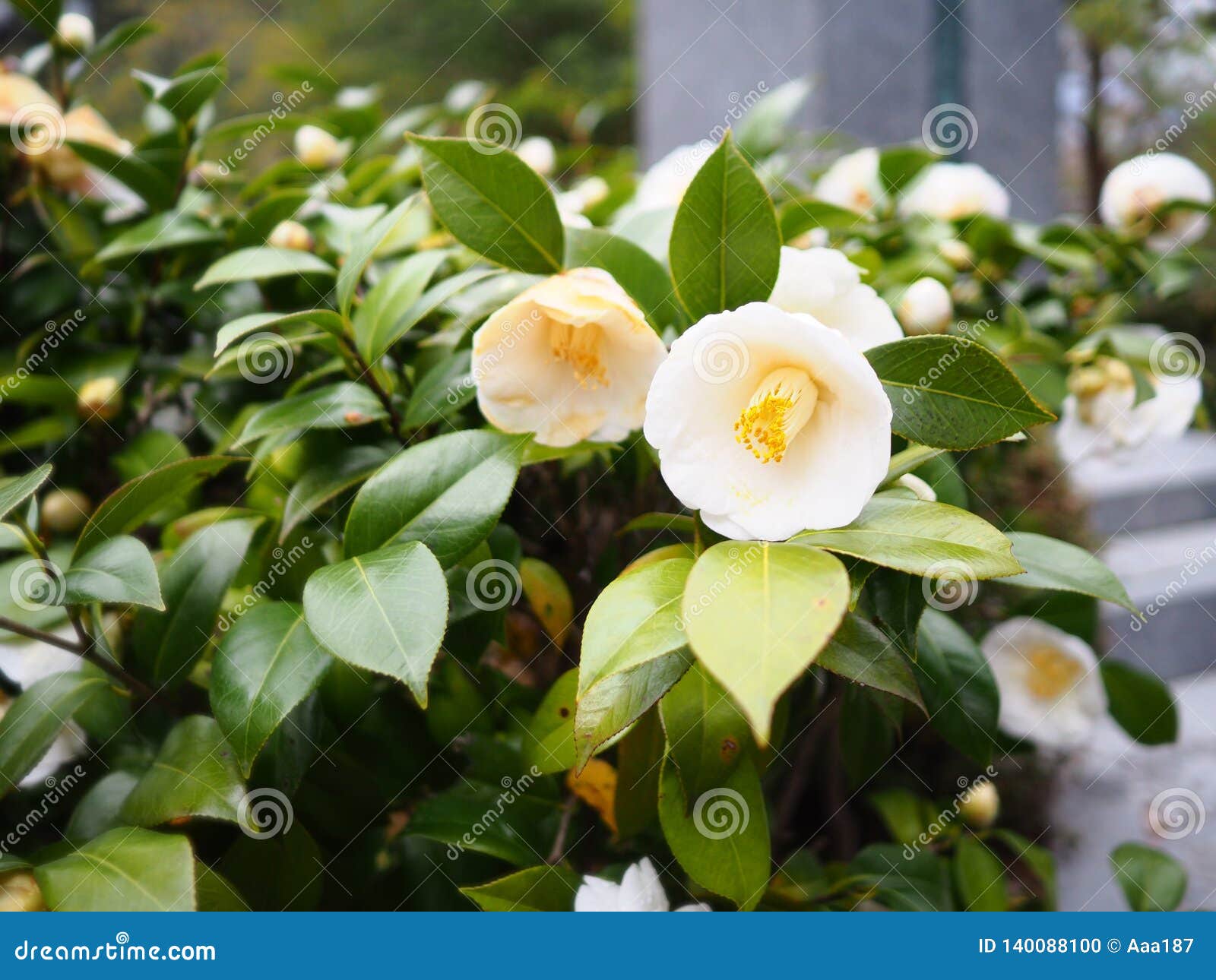 难以置信的美丽的白色山茶花-在绽放的山茶花japonica Nobilissima 库存图片 - 图片 包括有 芬芳, 日语: 144240375