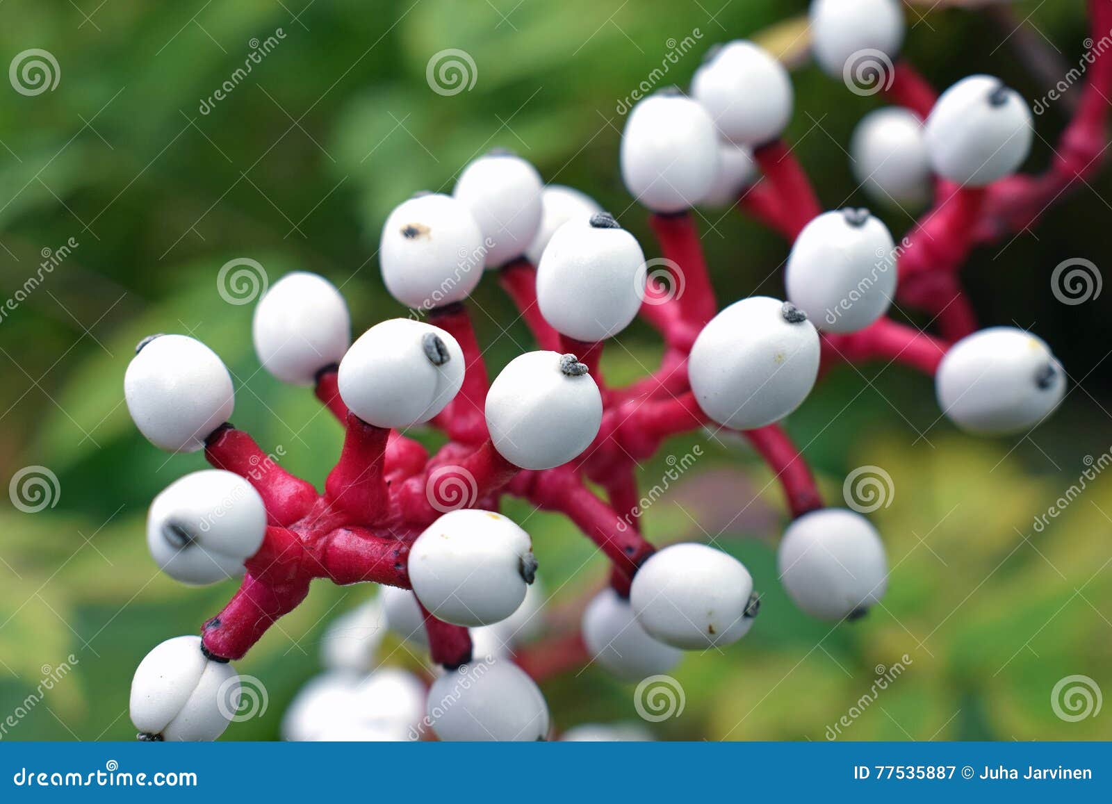白色毒莓& x28; 类叶升麻属Alba& x29; 库存图片. 图片 包括有 有毒, 医学, 异常, 玩偶 77535887