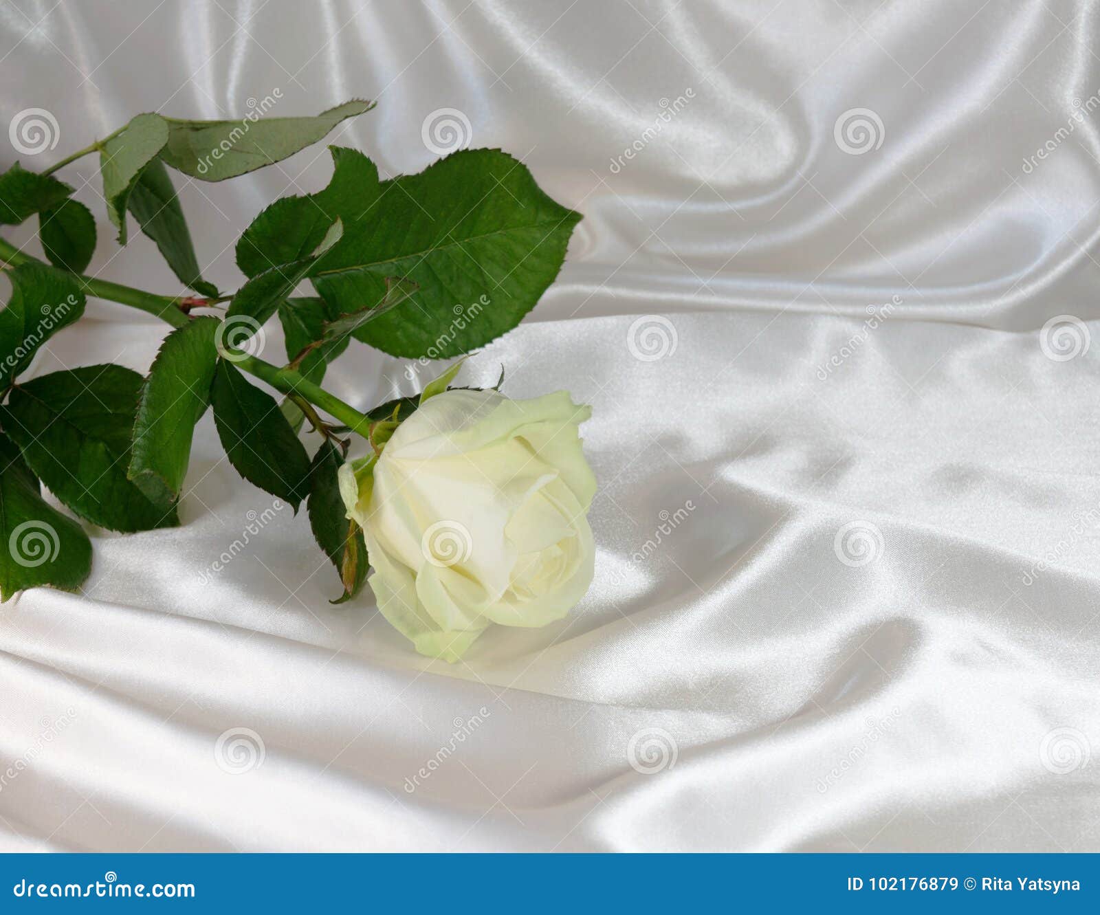 白色玫瑰背景的抽象. 意大利， 19 Ottobre 2017年，一朵白色玫瑰的抽象背景在一件丝织物的，丝绸白色