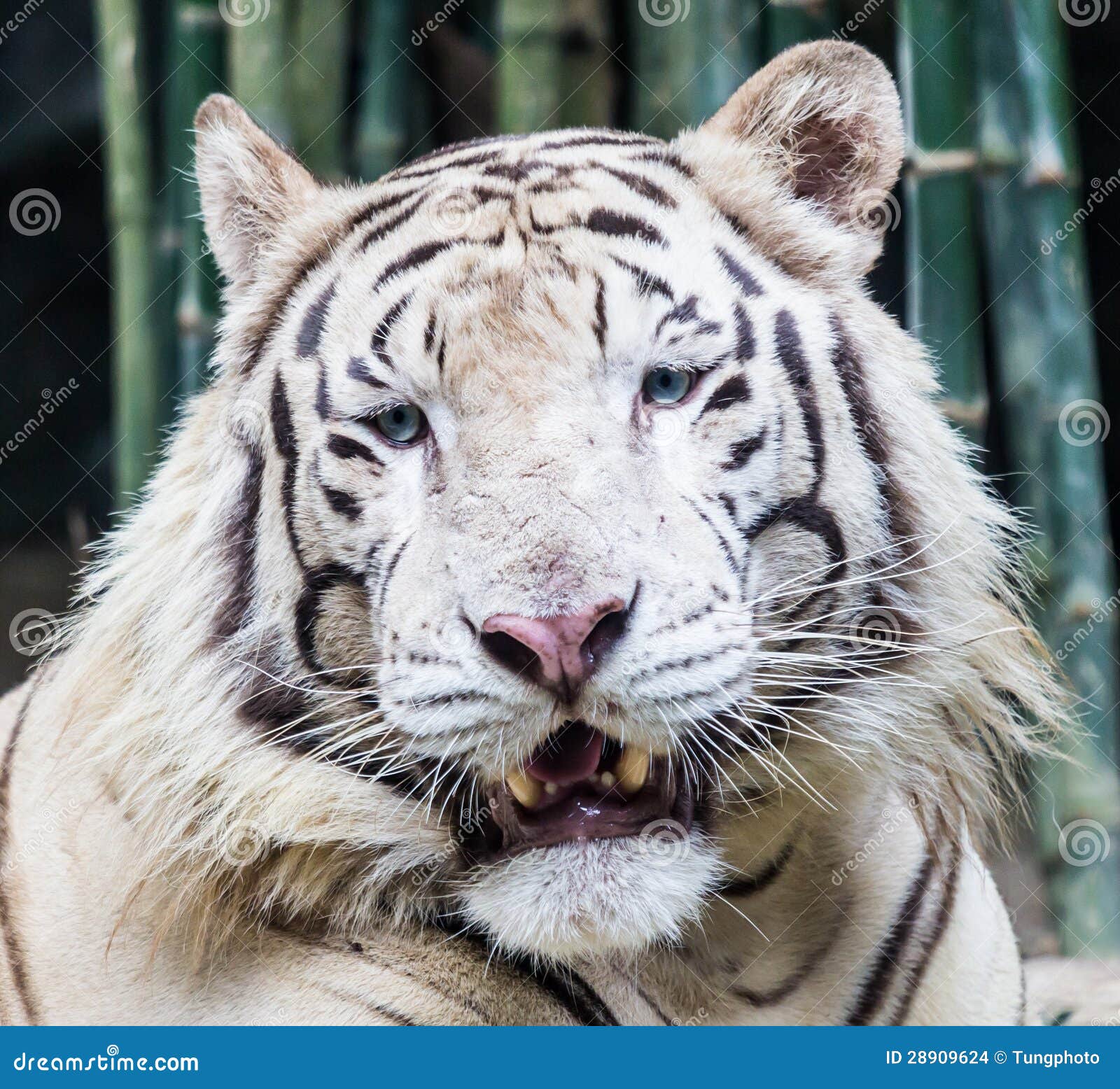 Fonds d'ecran 1920x1080 Tigre Blanc Voir Animaux télécharger photo