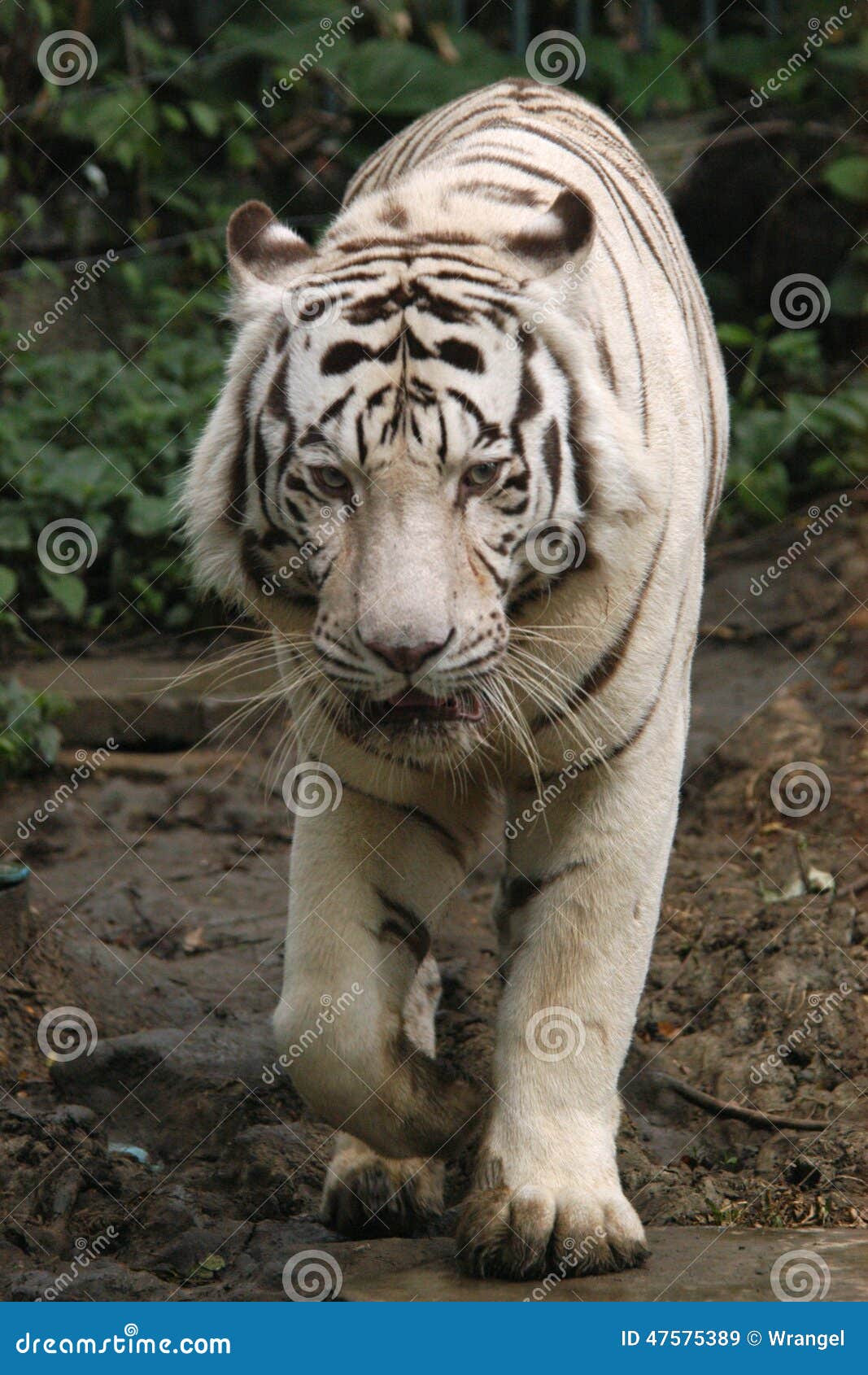 White Tiger Wallpapers HD - Wallpaper Cave