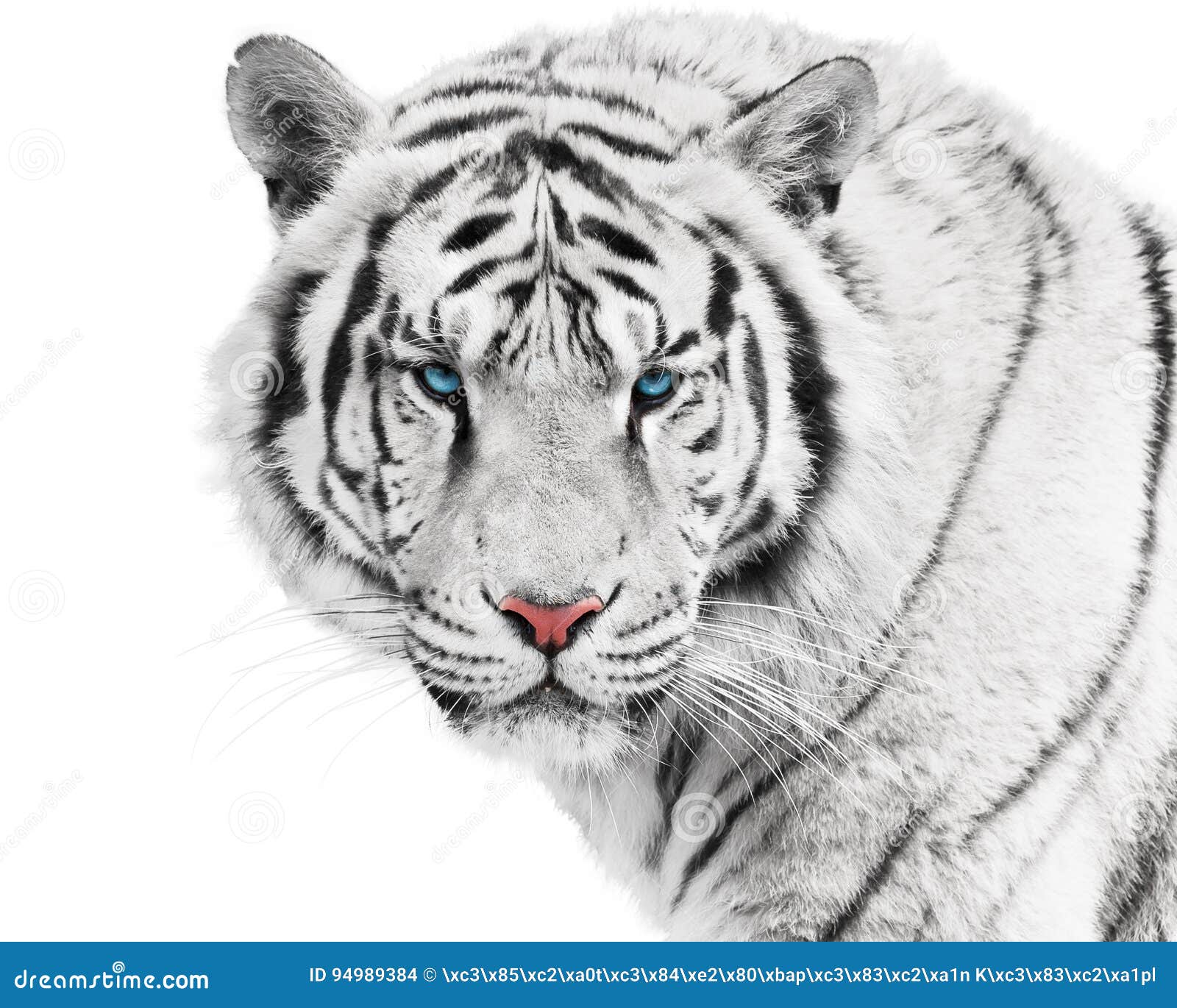 White Tiger, Animal wallpaper - Coolwallpapers.me!