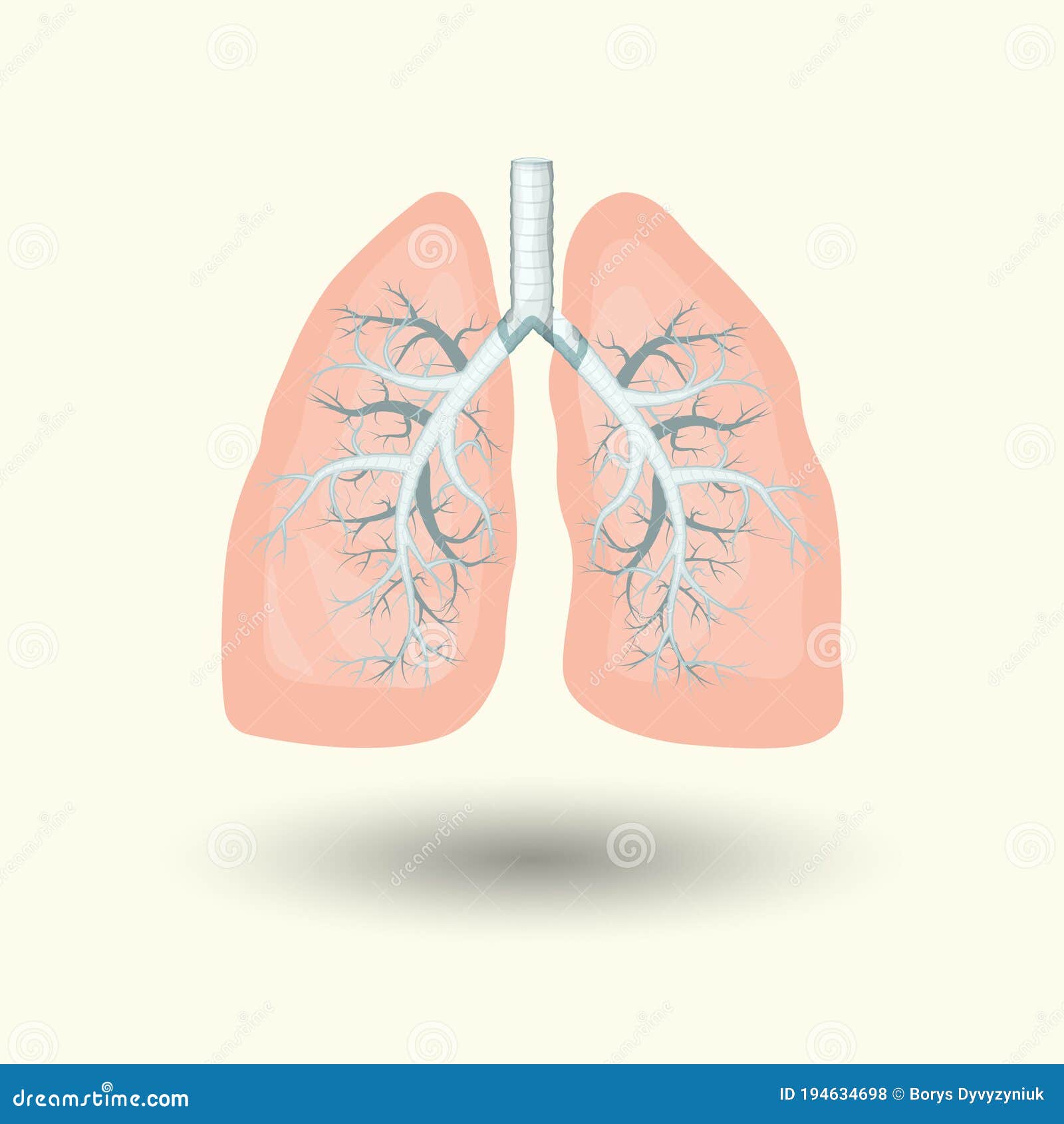 卡通风格矢量图的肺解剖学概念 向量例证. 插画 包括有 疾病, 图表, 内部, 人力, 艺术, 健康, 医疗 - 235845861