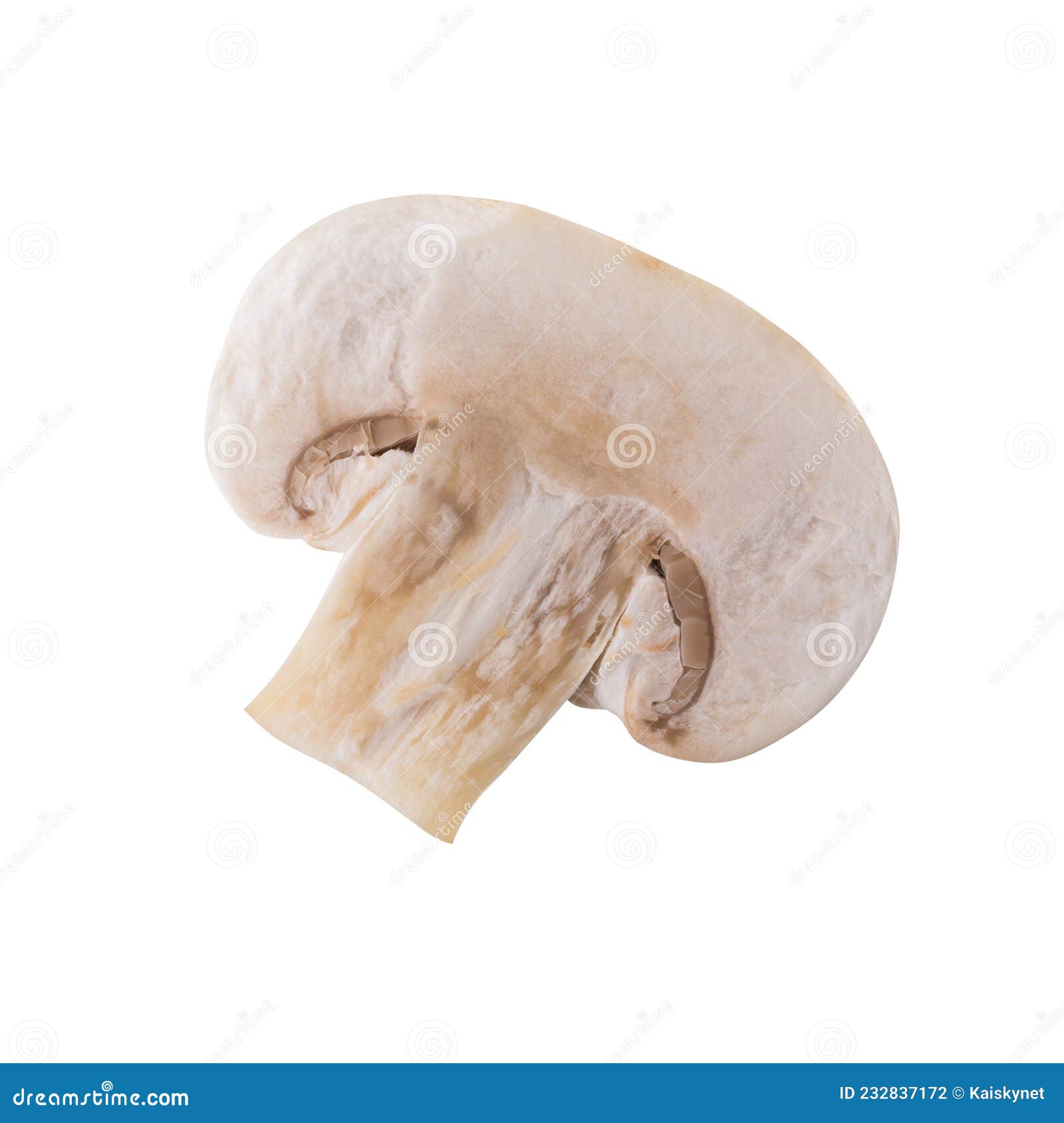 一只蘑菇香菇在白色的 隔离 库存照片. 图片 包括有 剪切, 对象, 可食, 成份, 蔬菜, 原始, 一个 - 165026208