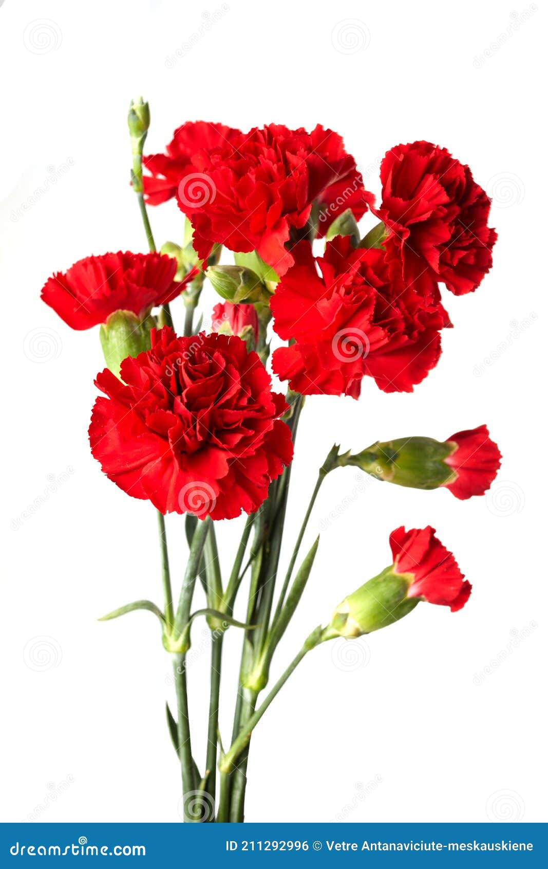 红色康乃馨花 库存照片. 图片 包括有 本质, 夏天, 红色, 植物群, 华伦泰, 康乃馨, 特写镜头 - 143785552