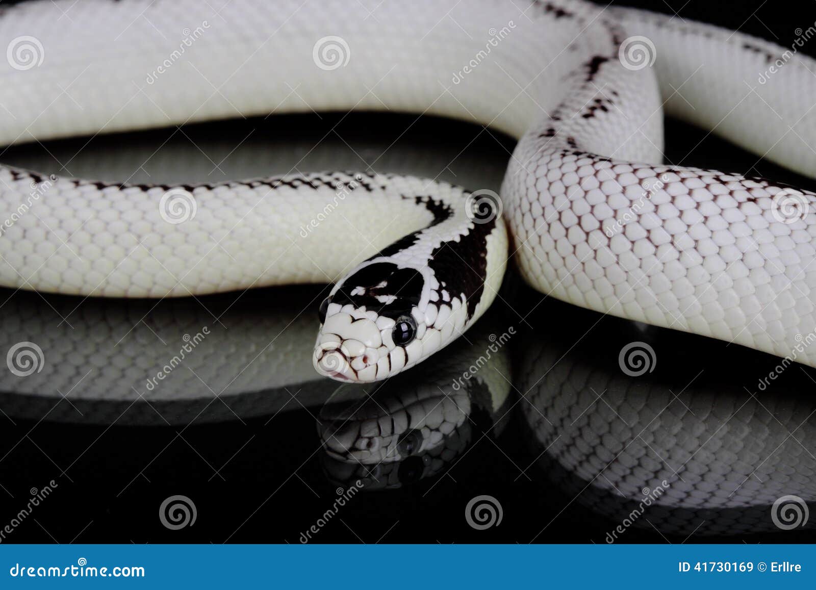 白色蛇库存图片. 图片包括有空白, 纵向, 野生生物, 沙漠, 敌意, 逗人