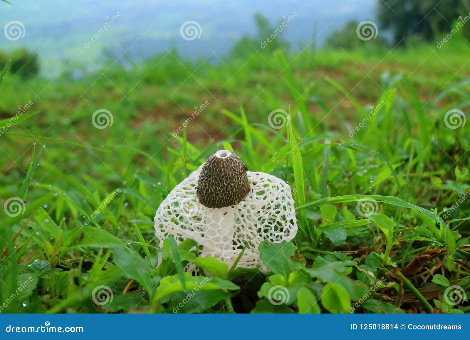 竹林里的小蘑菇【原创首发】