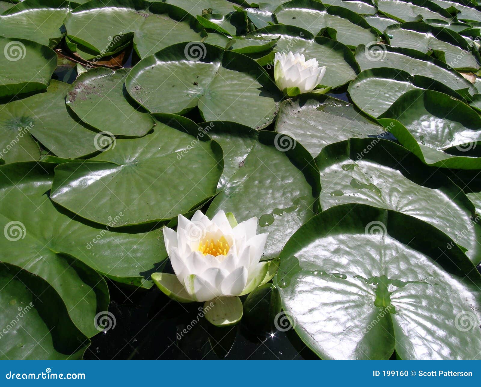 荸荠煮梨水的做法_【图解】荸荠煮梨水怎么做如何做好吃_荸荠煮梨水家常做法大全_快乐妈妈悠然_豆果美食