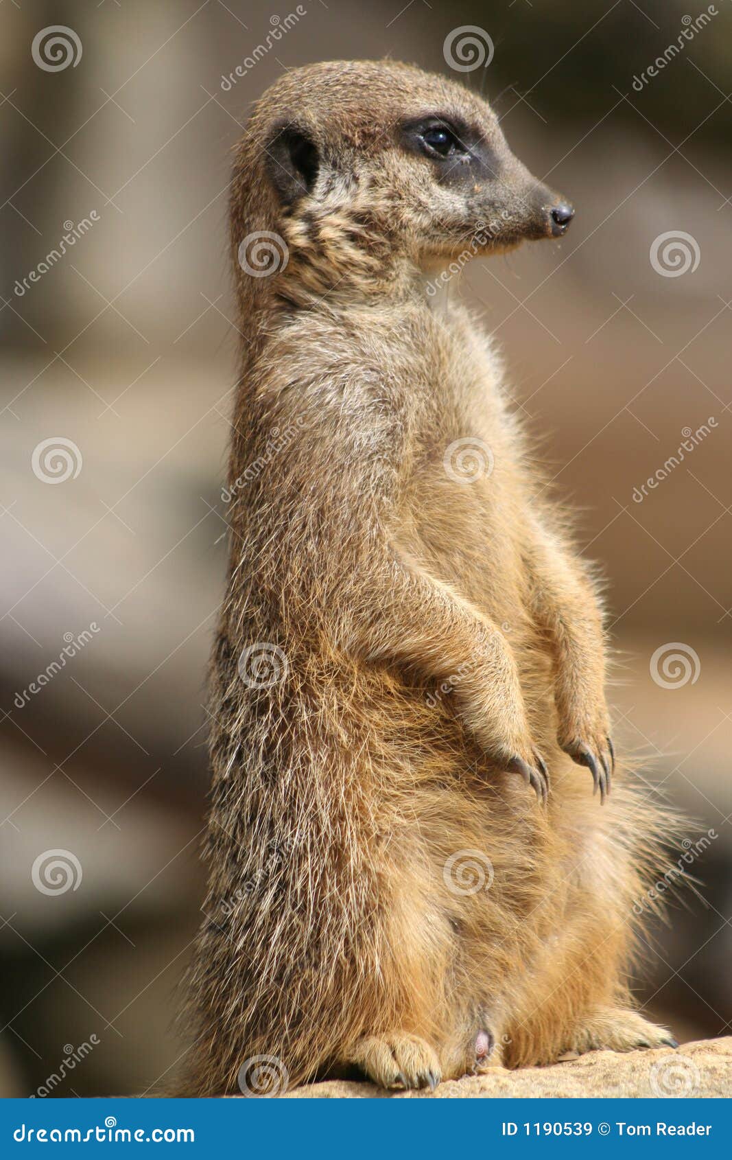 监视meerkat