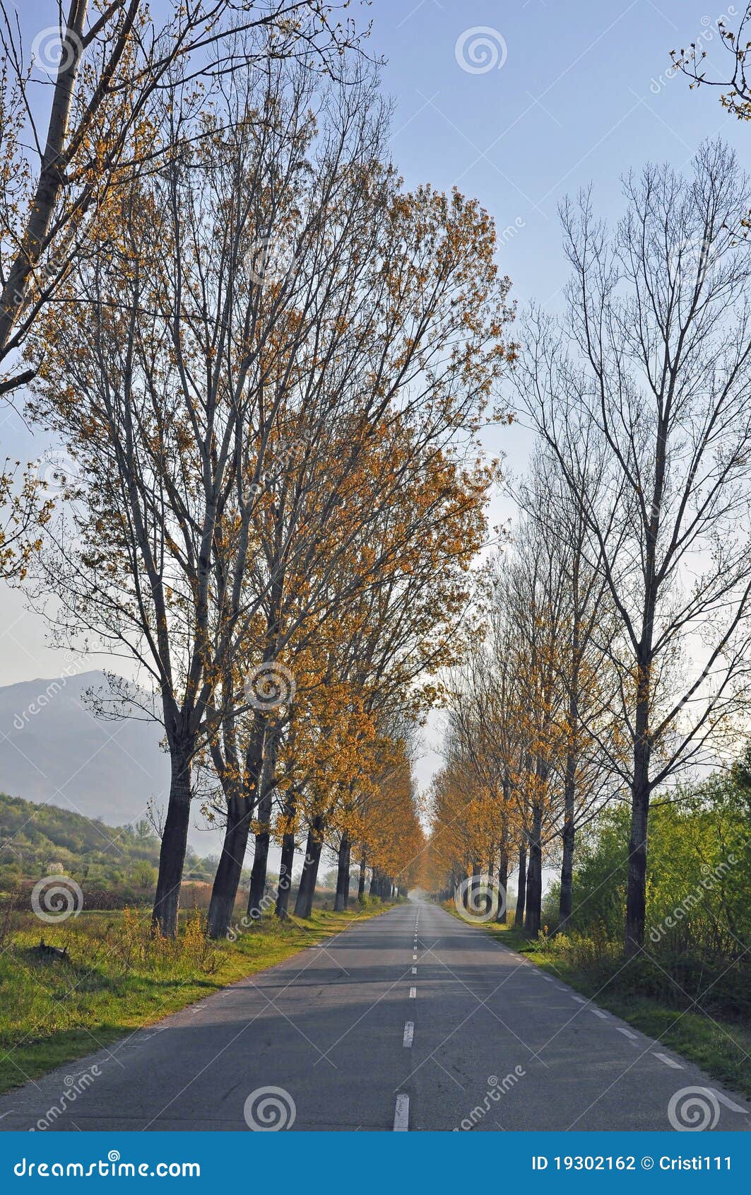 直接路. 高早晨路平直的结构树