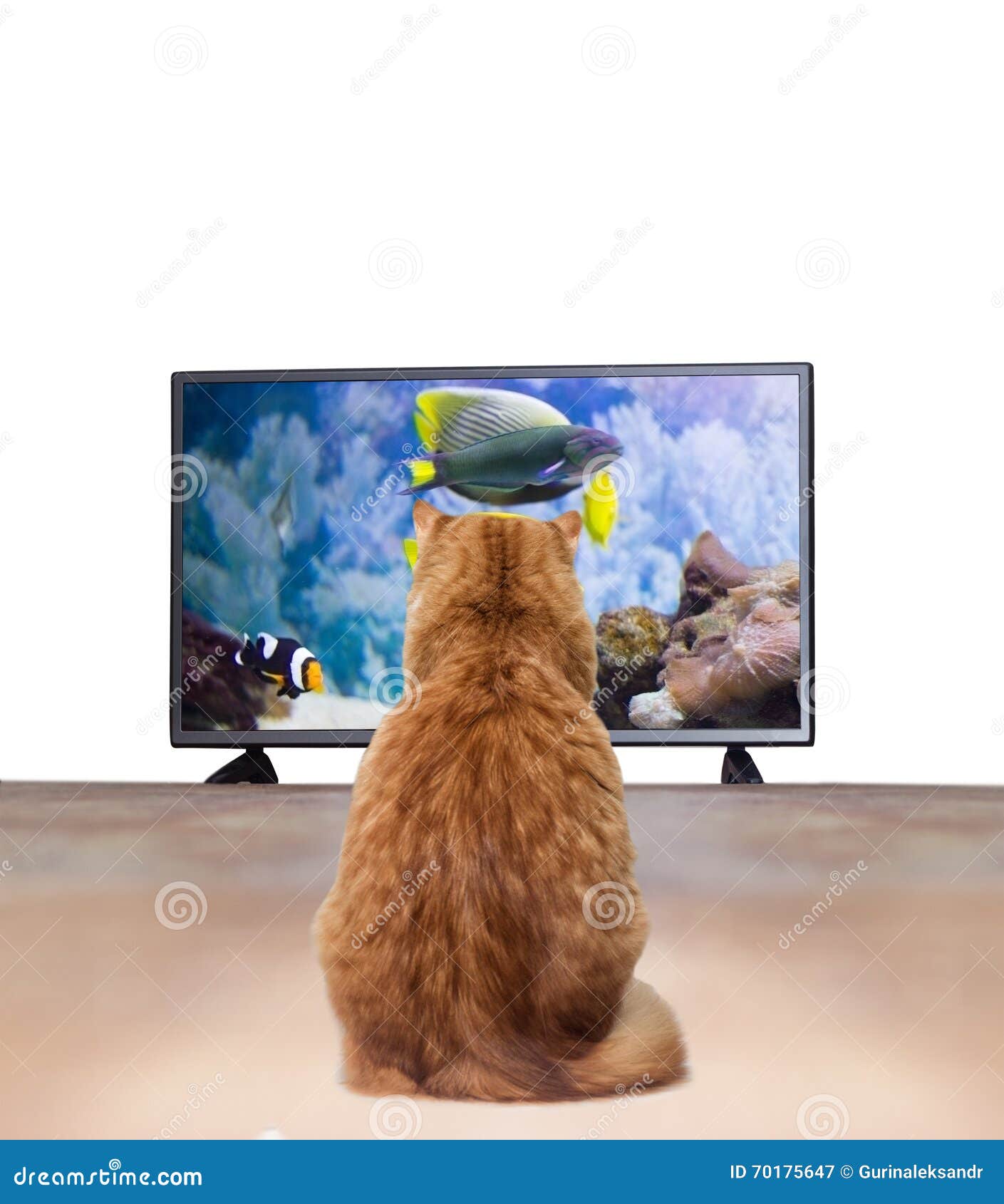 猫或者狗真的会看电视吗？ - 知乎