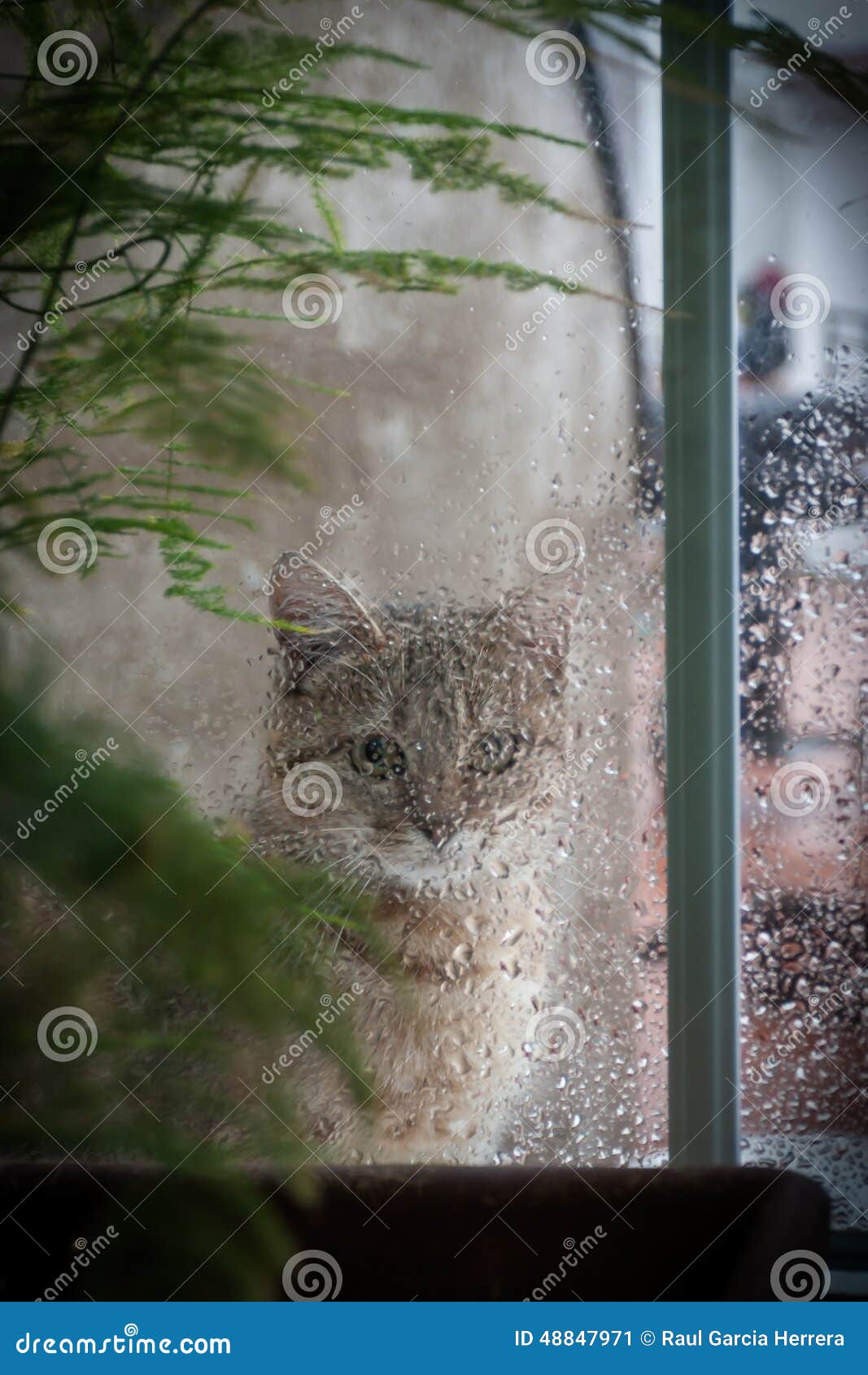 「かわいすぎてニヤけた」「優しい世界」 雨を観察する子猫が話題に！ – grape [グレイプ]