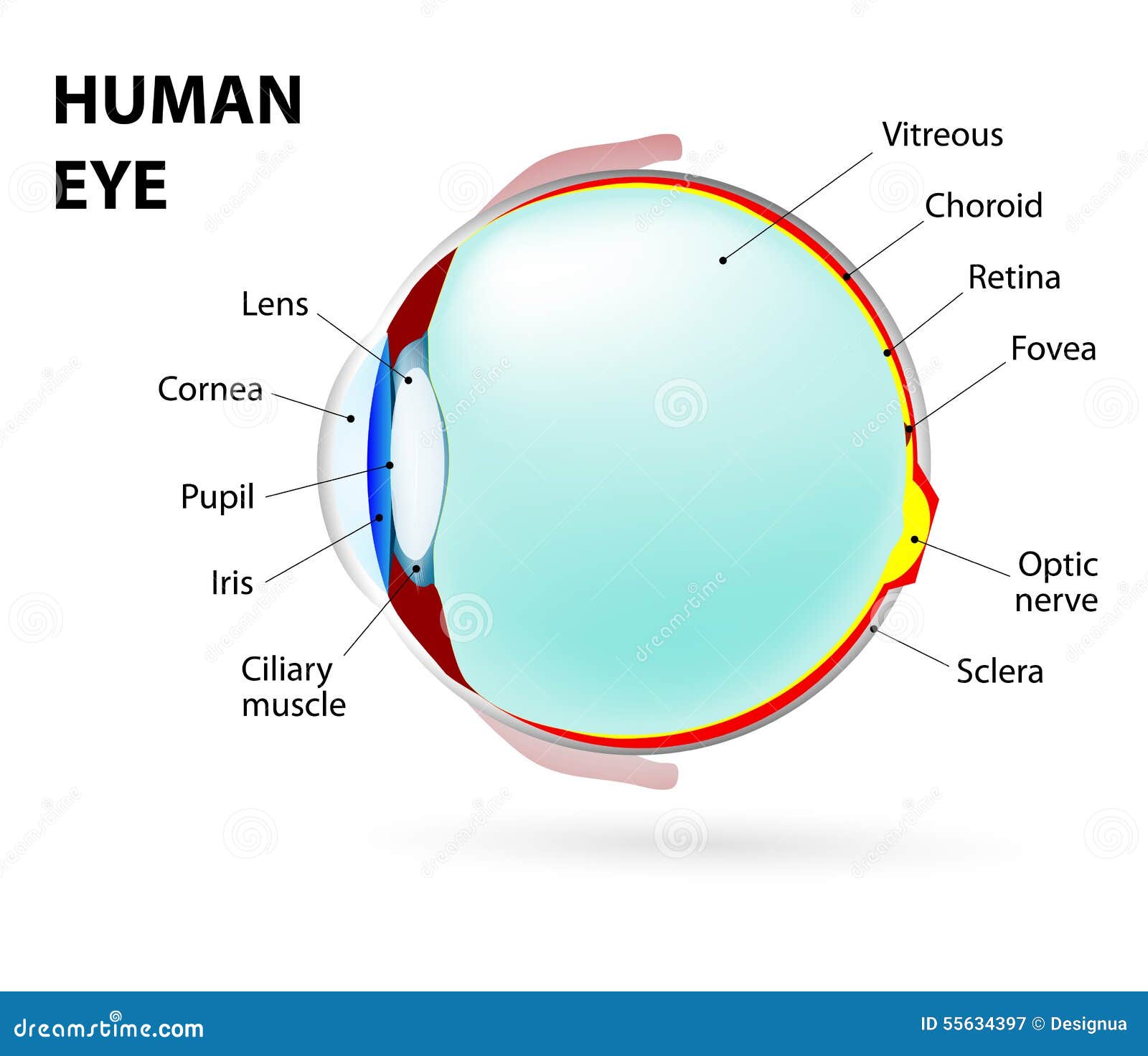 神奇的眼睛（1）眼球的解剖结构 - 知乎