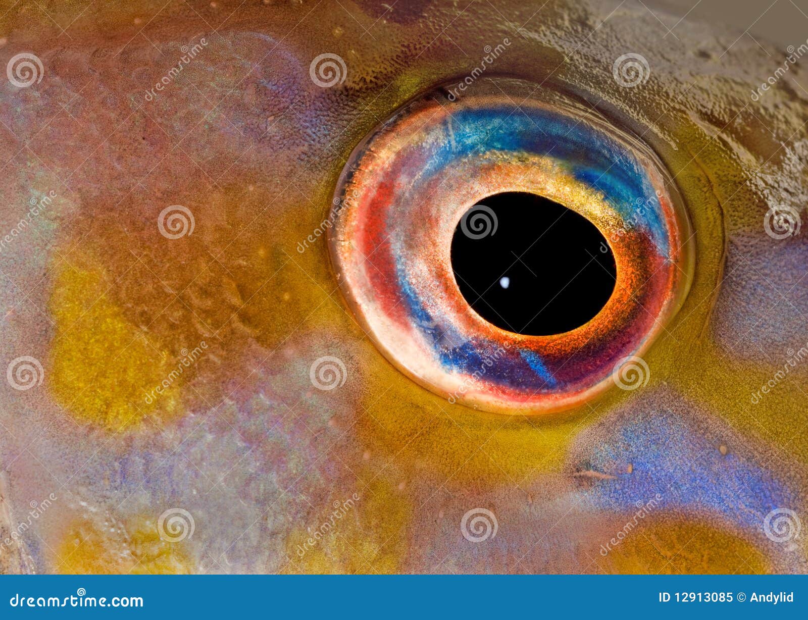 キャリコ水泡眼 | フジワラペットファーム