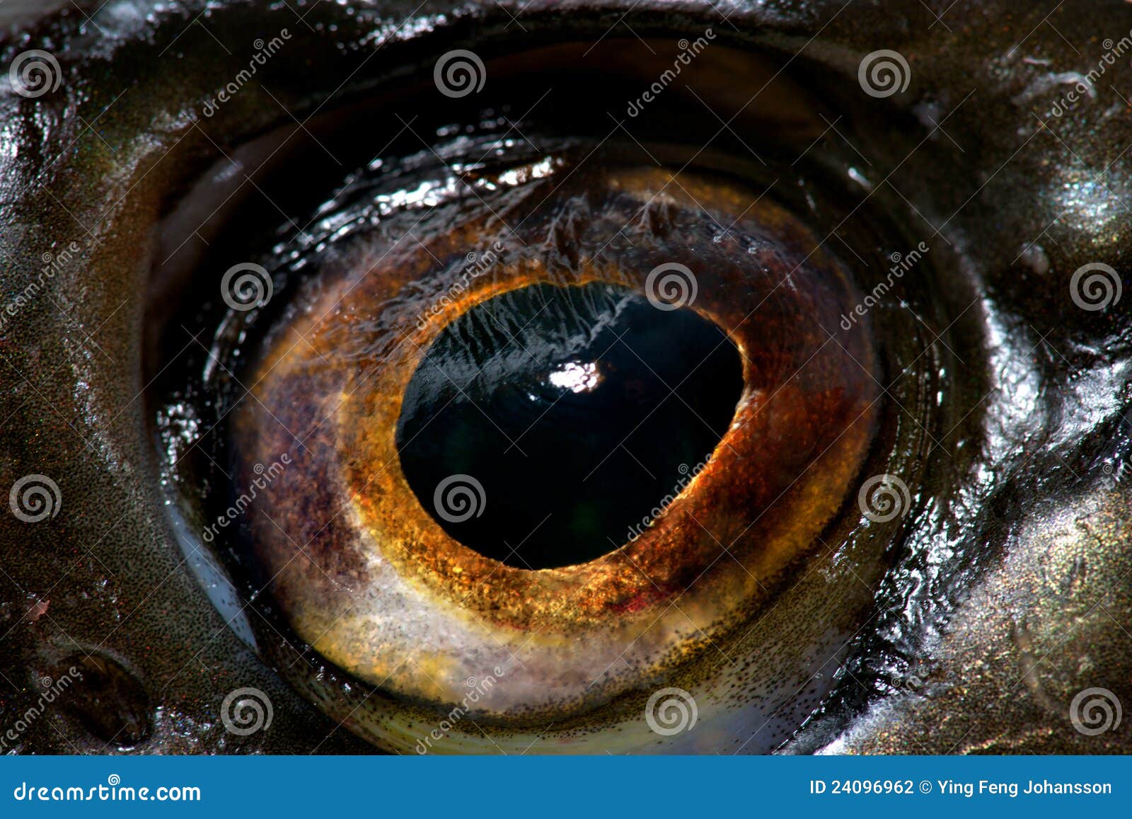 鱼眼睛四色鱼眼幻彩彩色鱼眼仿真鱼眼3D鱼眼滴塑眼（风冰火土）-阿里巴巴