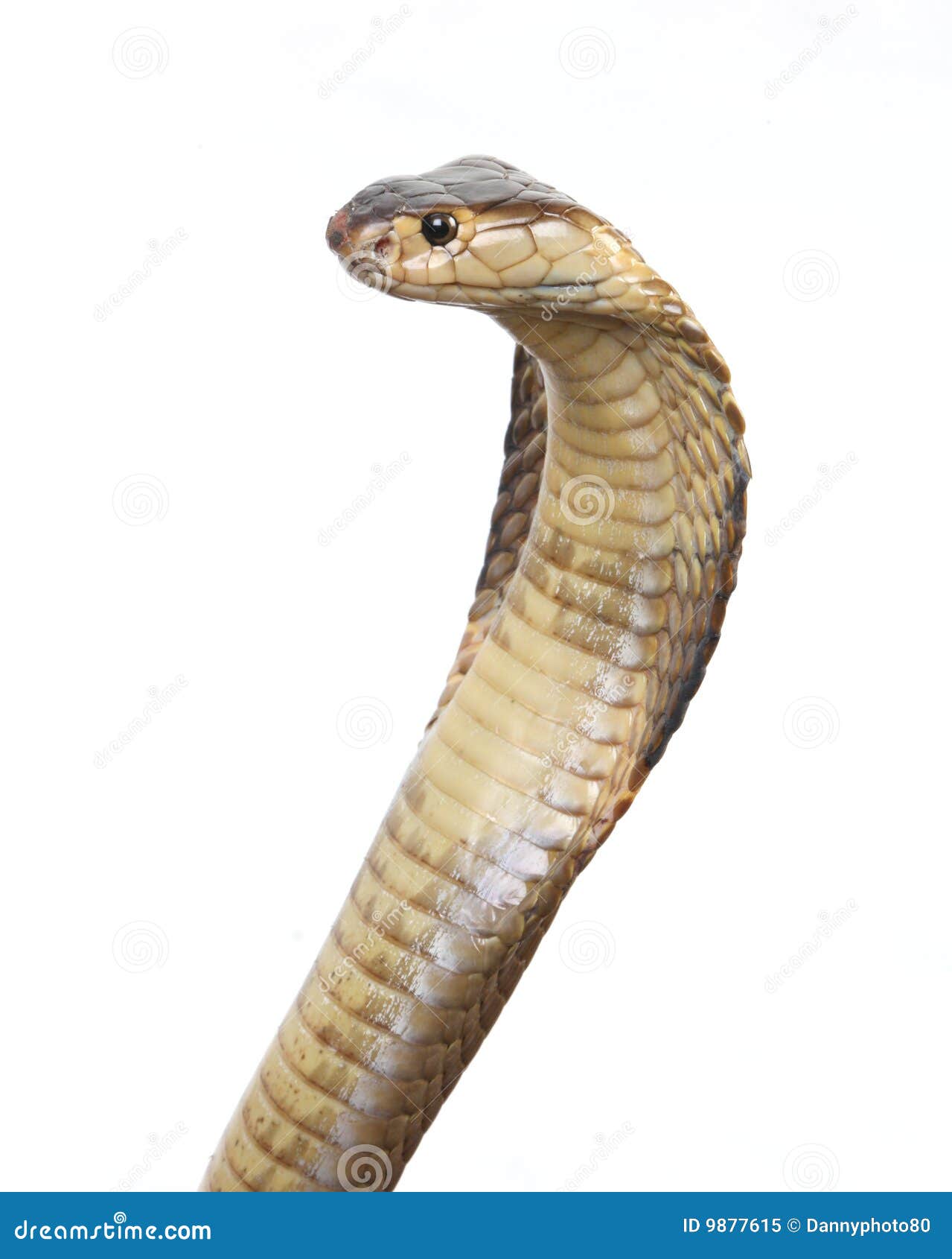 眼镜王蛇：吃同类的蛇 SECRETS OF THE KING COBRA_哔哩哔哩_bilibili