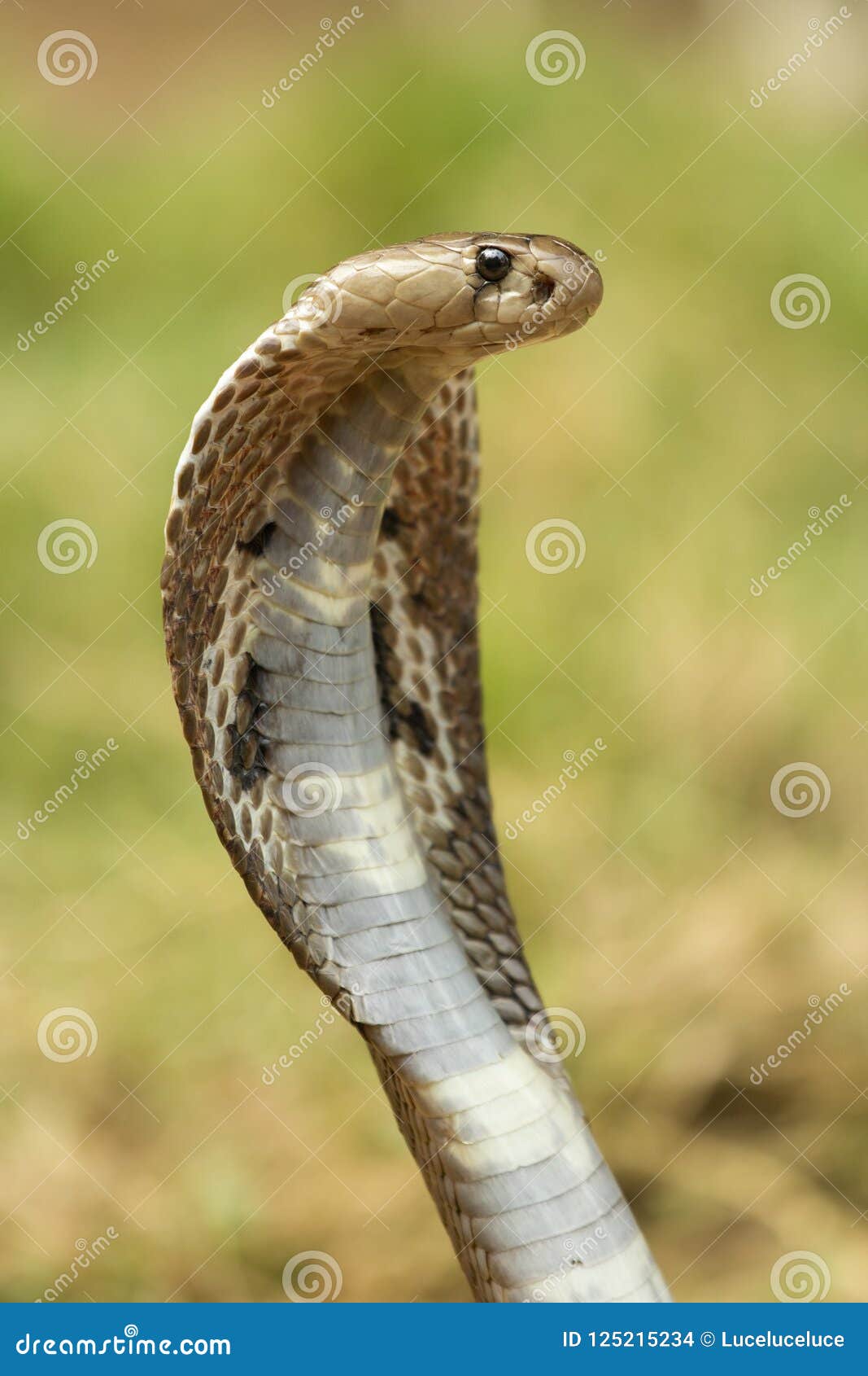 《眼镜王蛇的习性与饲养概括》1_哔哩哔哩_bilibili
