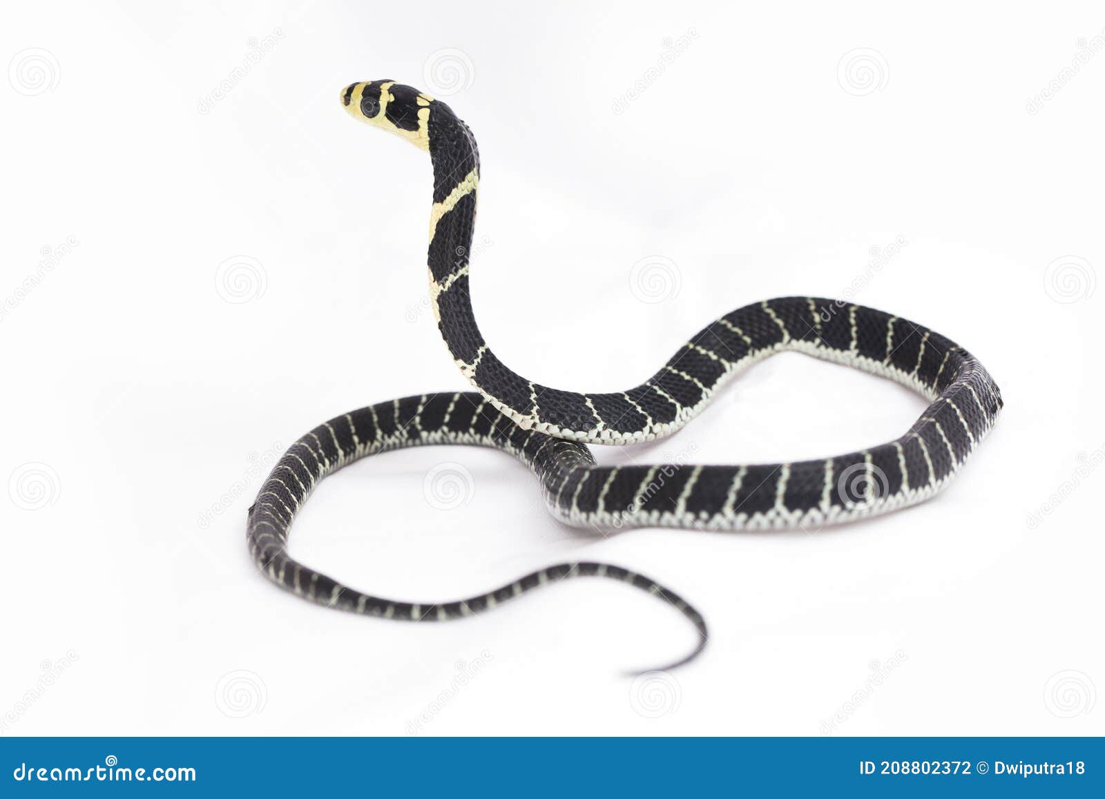 蛇王眼镜蛇 眼镜王蛇是一种毒蛇，大蛇，这是王蛇 库存照片. 图片 包括有 聚会所, 眼睛, 没人, 眼镜蛇 - 189028504