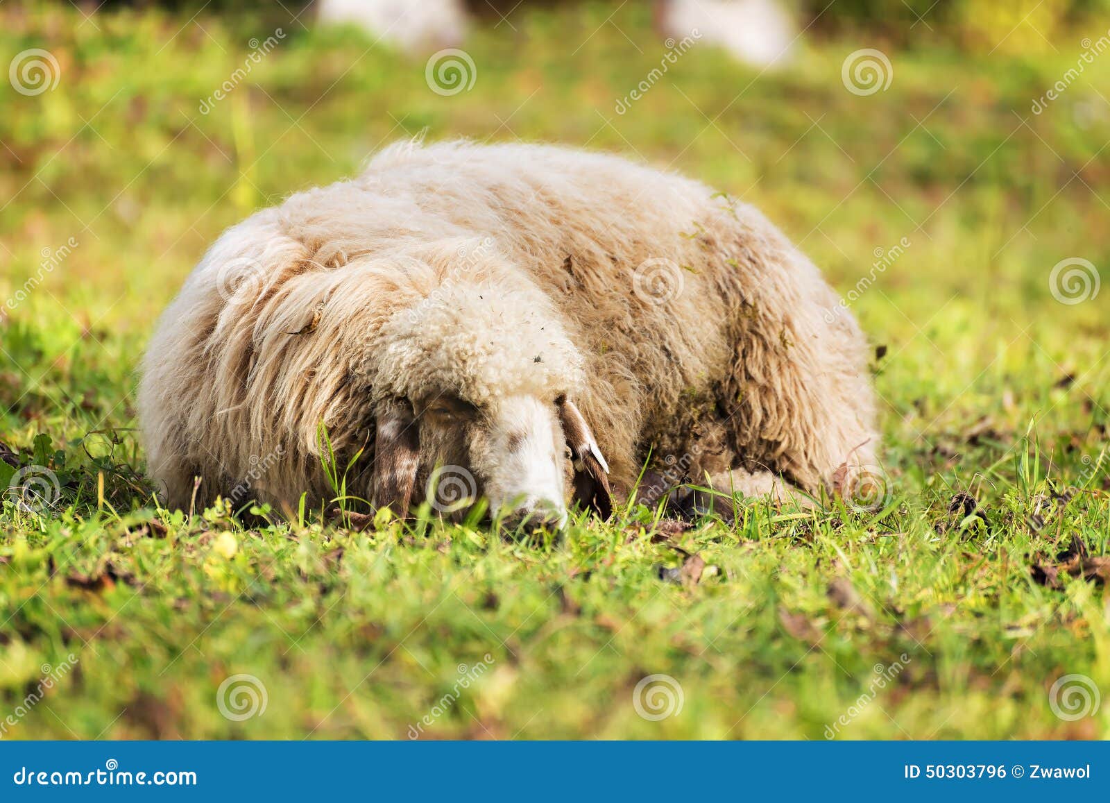 睡觉绵羊在秋天. 睡觉在一个草甸的绵羊的图片在秋天