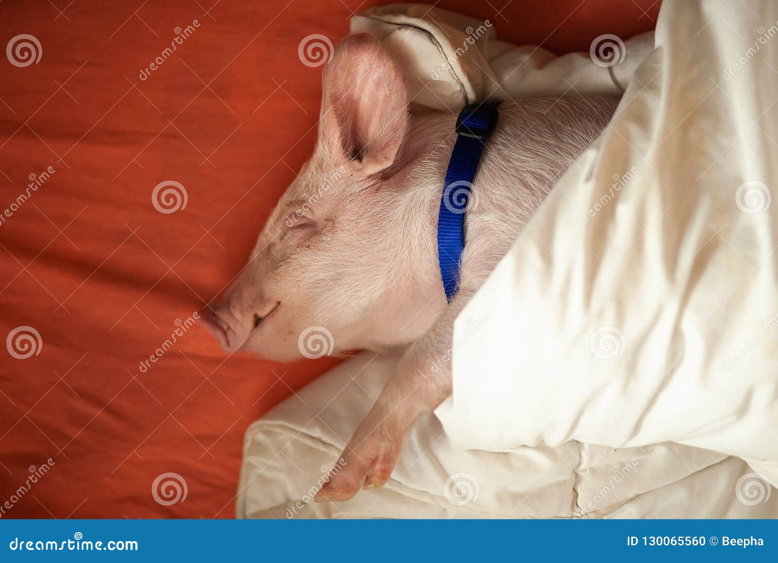 想做只猪，吃饭睡觉，保持可爱
