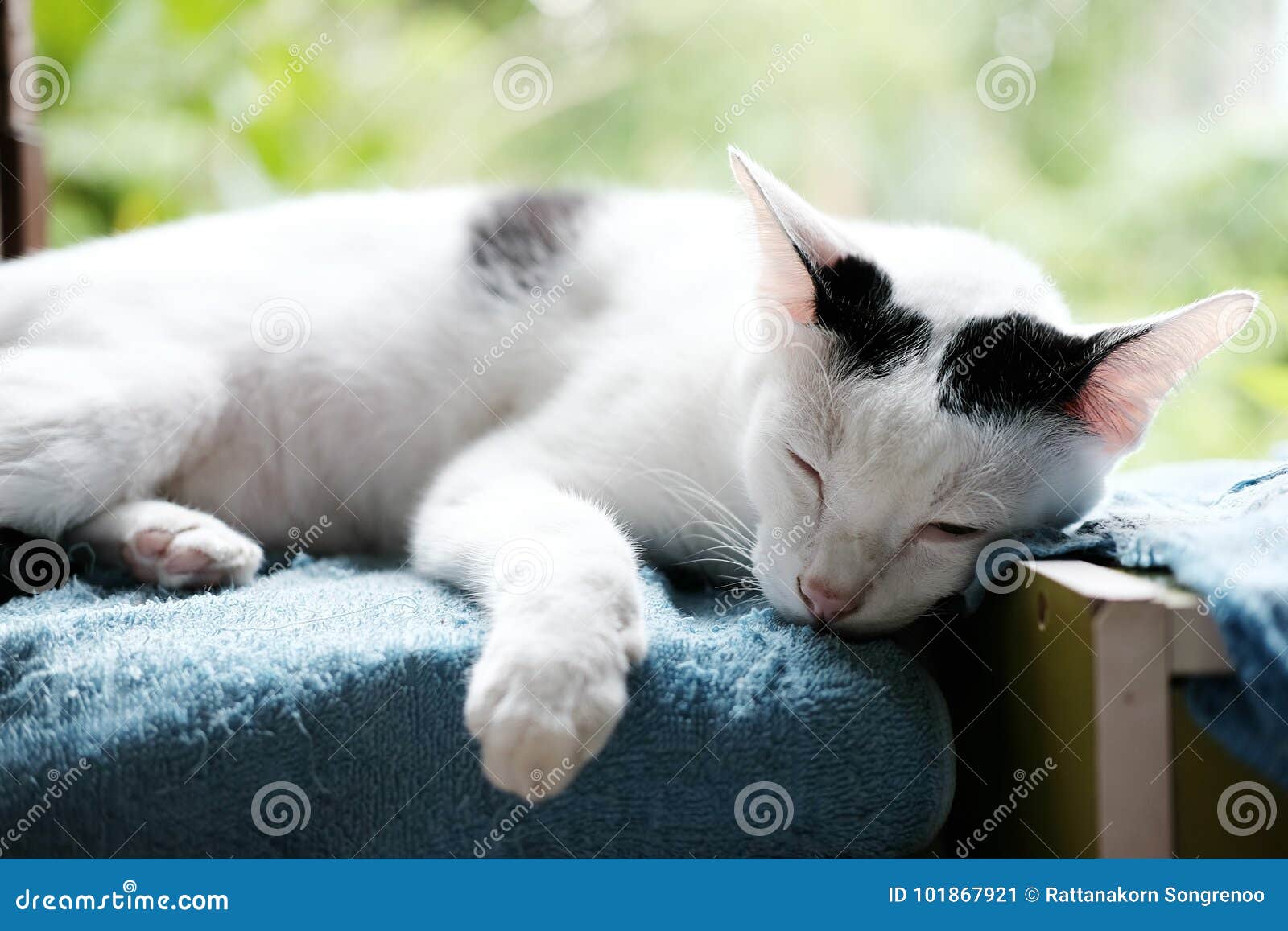 睡觉在窗口的一只逗人喜爱的黑白猫在自然背景中
