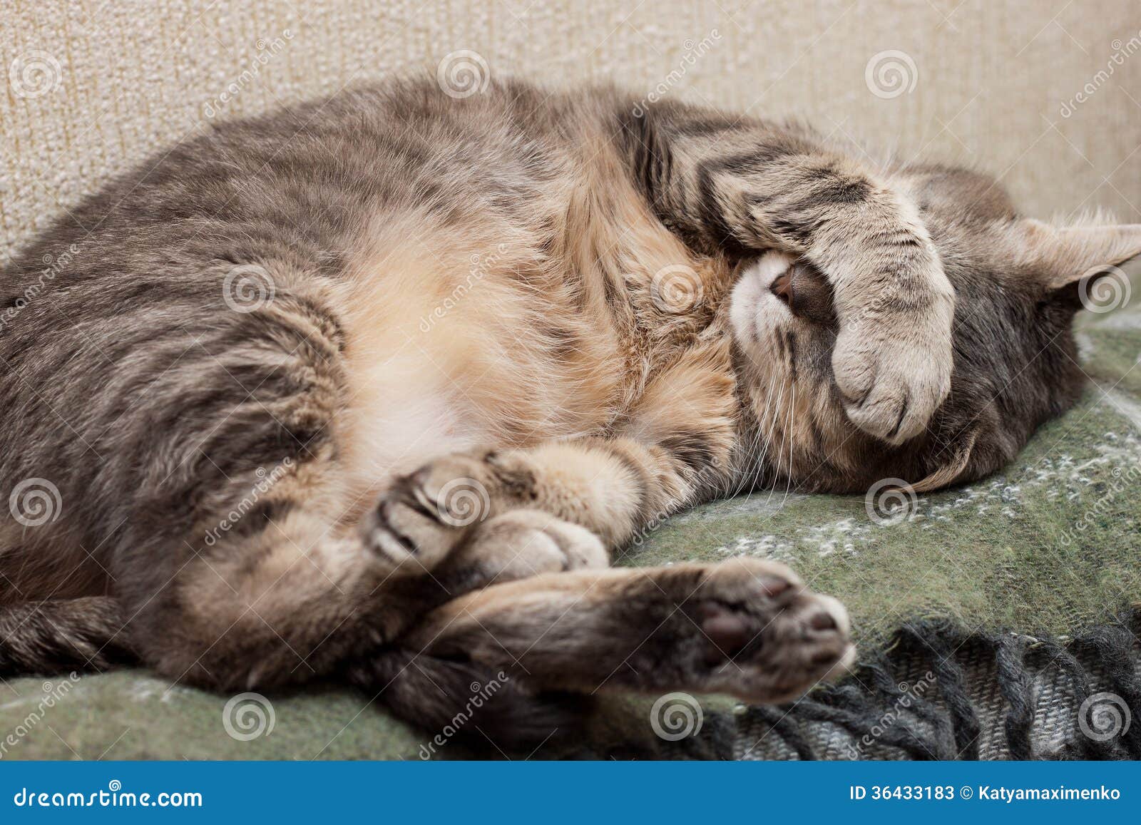 10,000+张最精彩的“猫睡觉”图片 · 100%免费下载 · Pexels素材图片