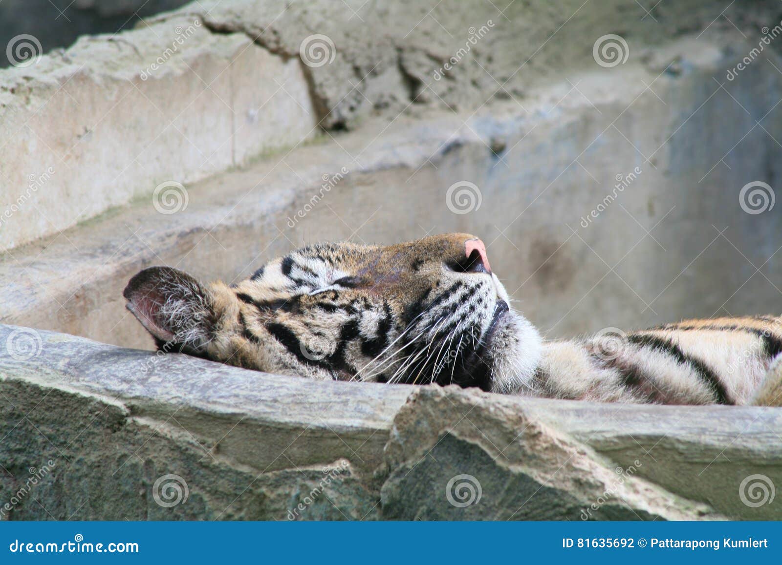 老虎 动物 睡觉 - Pixabay上的免费照片 - Pixabay