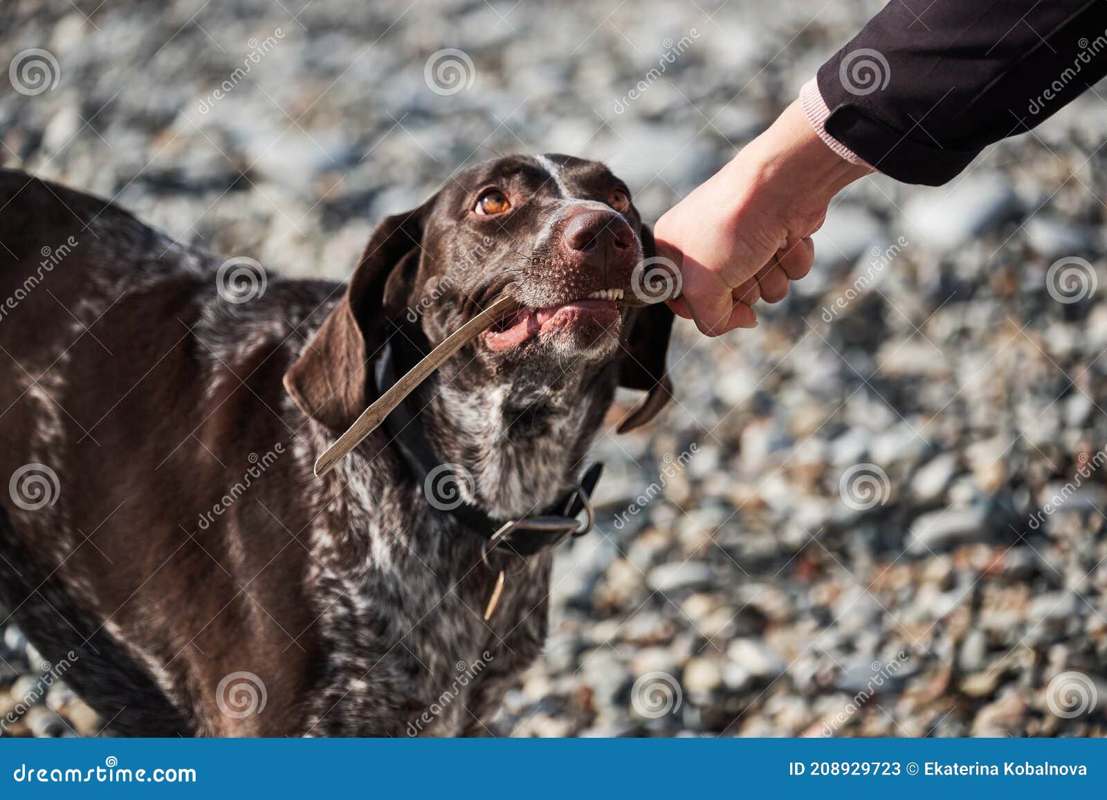犬の白斑
