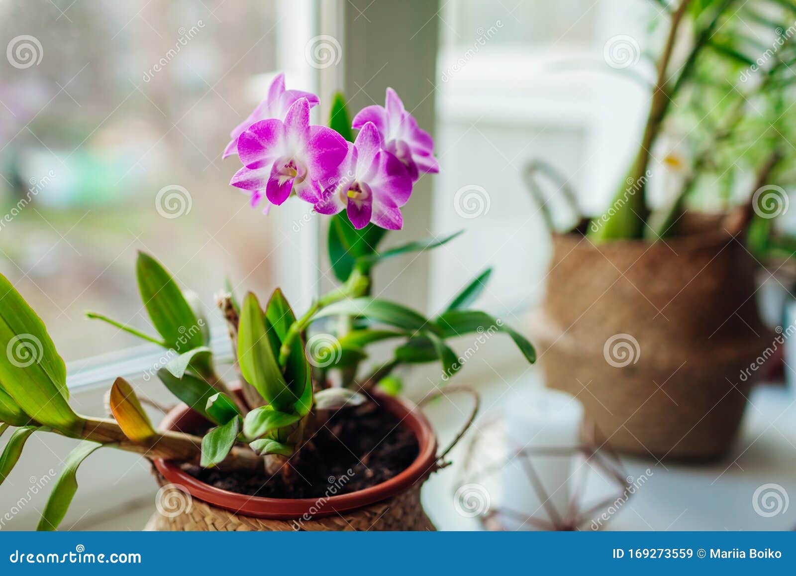 石斛兰 窗台上生长的家用植物 绿意盎然的室内装饰. 石斛兰 窗台上生长的家用植物 花卉公寓的绿意内饰 购物篮使用