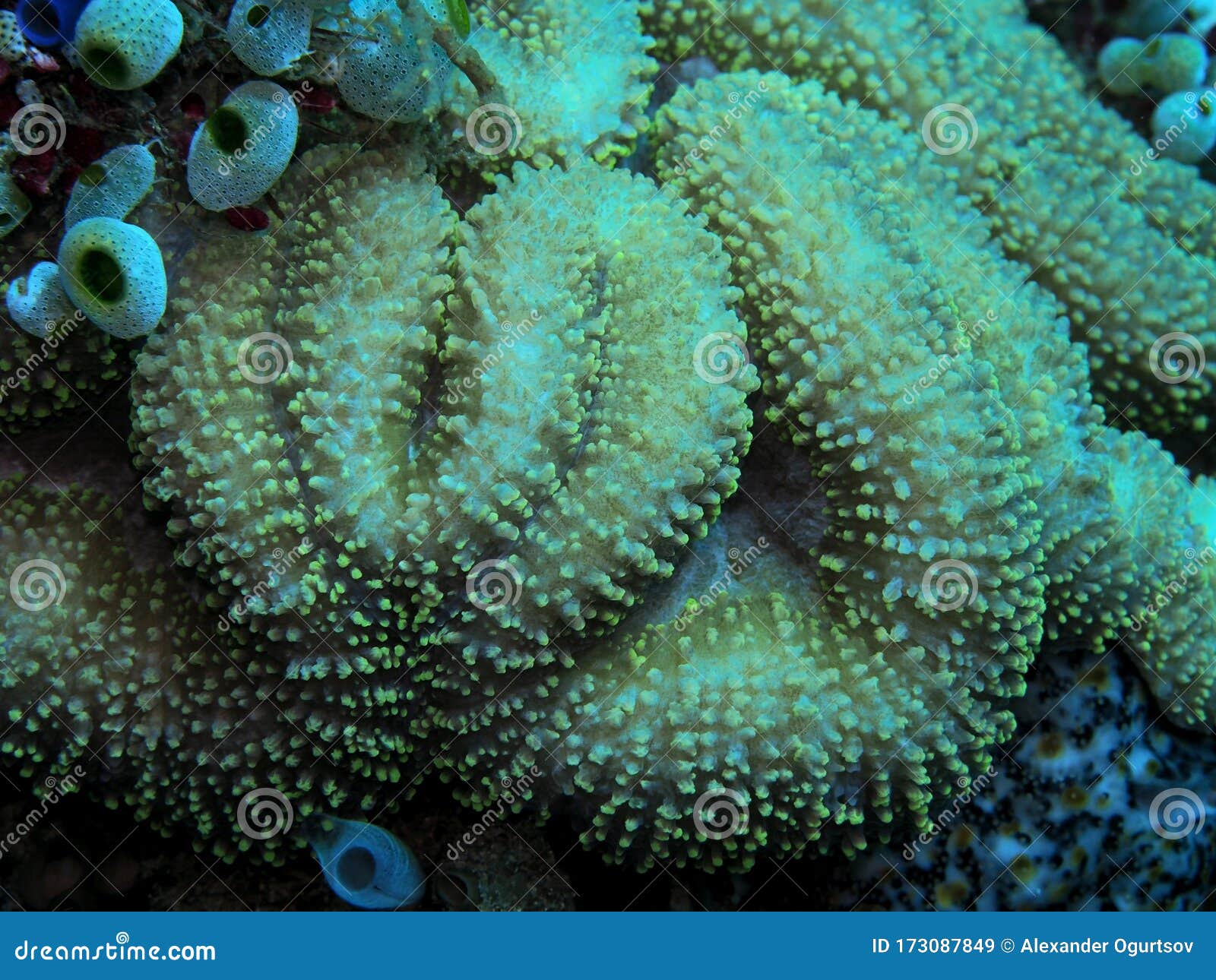 Gorgonian珊瑚 库存图片. 图片 包括有 世界, 印度尼西亚, 海洋, 水下, 苏拉威西, 回归线 - 143880687
