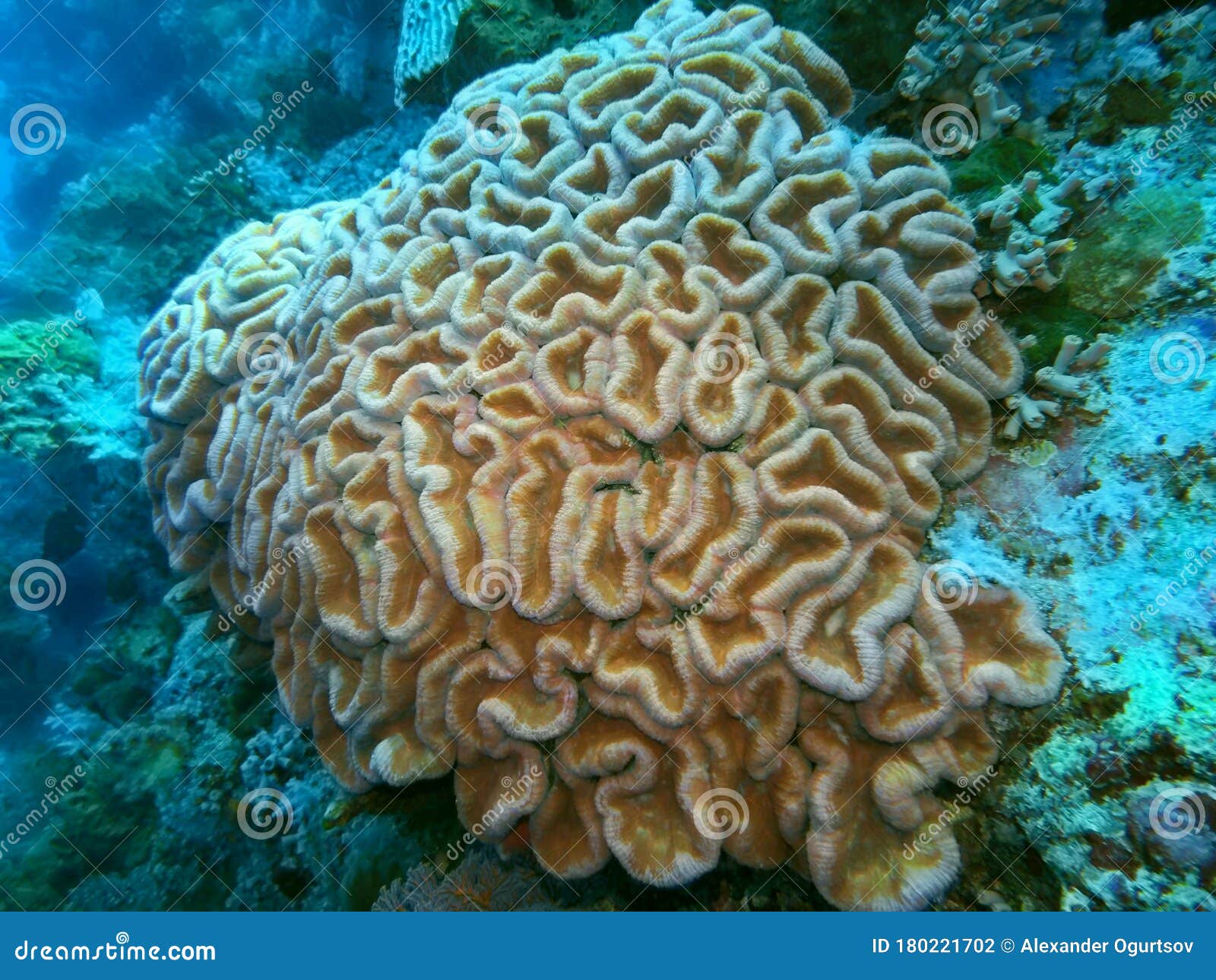 【印尼】「科莫多島」珊瑚粉色沙灘超夢幻！彷彿童話裡搬出來的世外桃源，碧藍海水與絕美海底世界，圓妳一個最浪漫的海島夢！ - 好想去喔