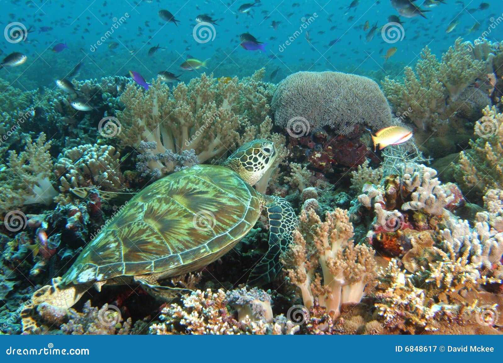 礁石休息的乌龟. 休息南热带turtel的亚洲东部礁石