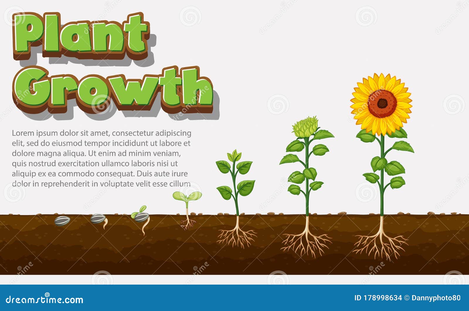 示出植物从种子到向日葵的生长图向量例证. 插画包括有艺术, 夹子, 庭院