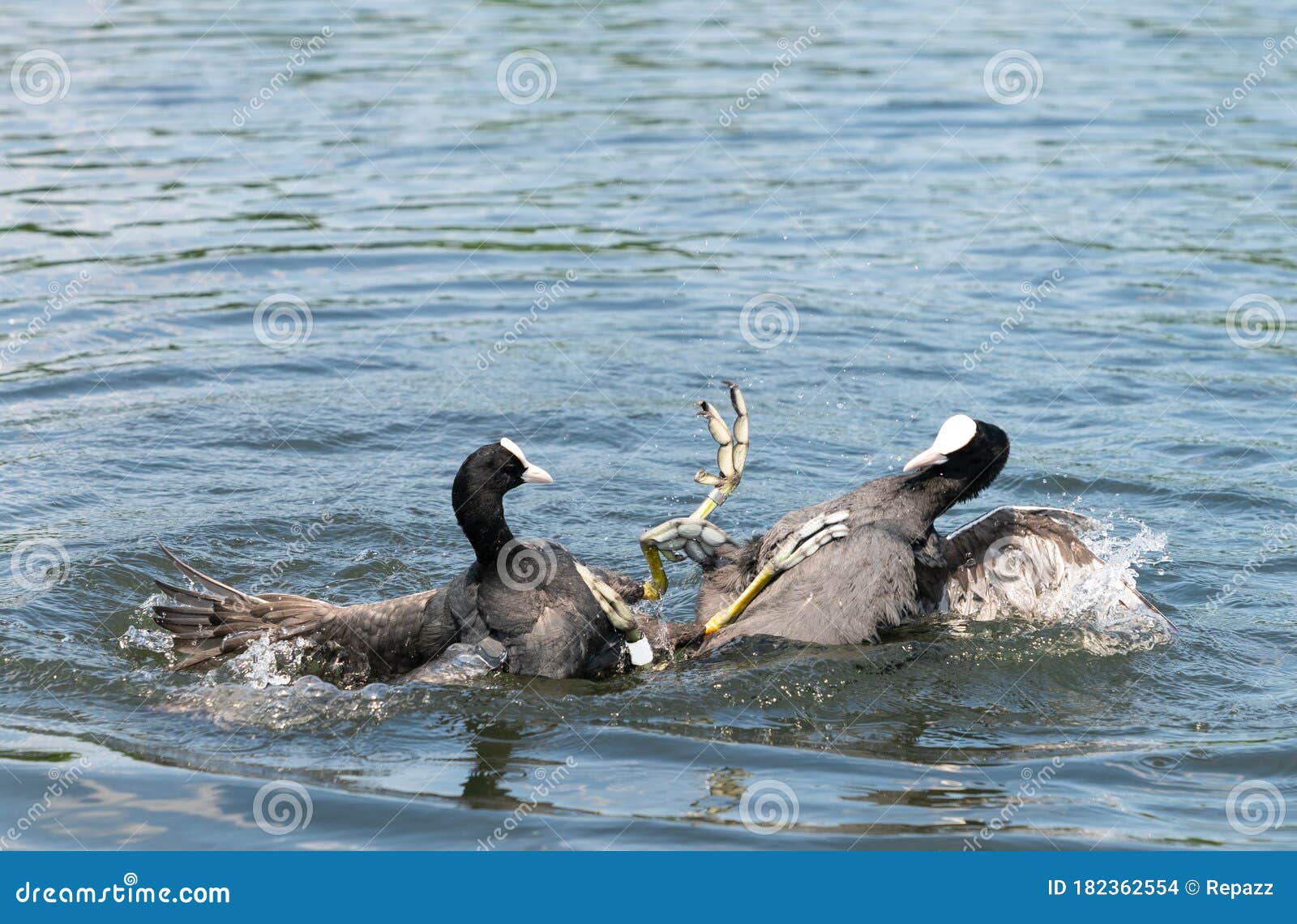 福利卡阿特拉鸟. 欧亚古特·富利卡·阿特拉鸟在水中用爪子战斗