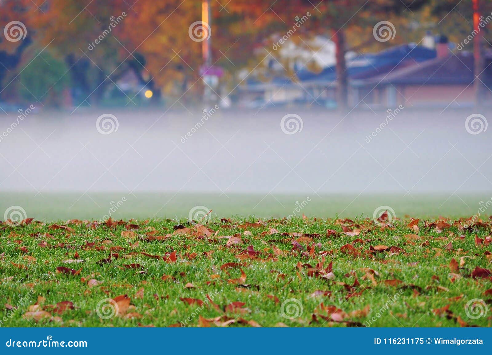 秋天早晨雾在城市. 盘旋在草坪的浓雾小条盖用下落的叶子
