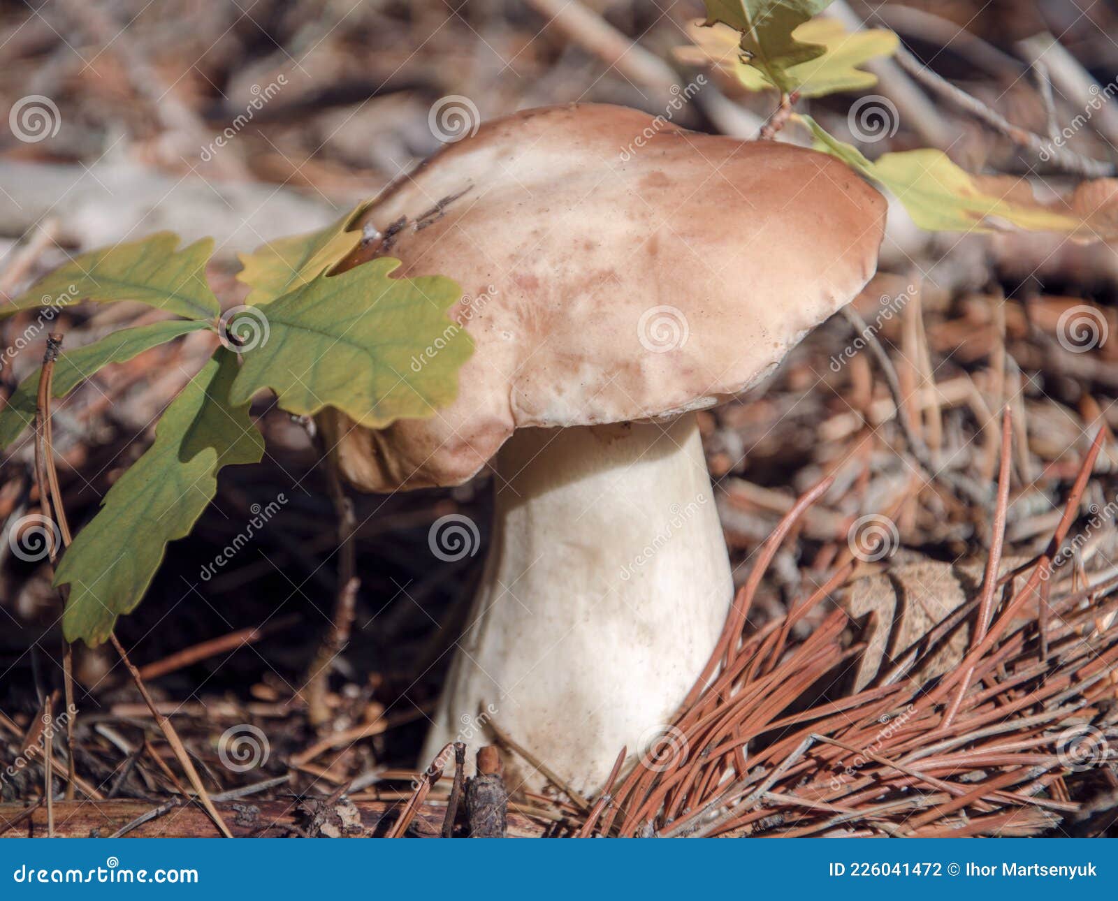 雨后树桩上野蘑菇摄影图高清摄影大图-千库网