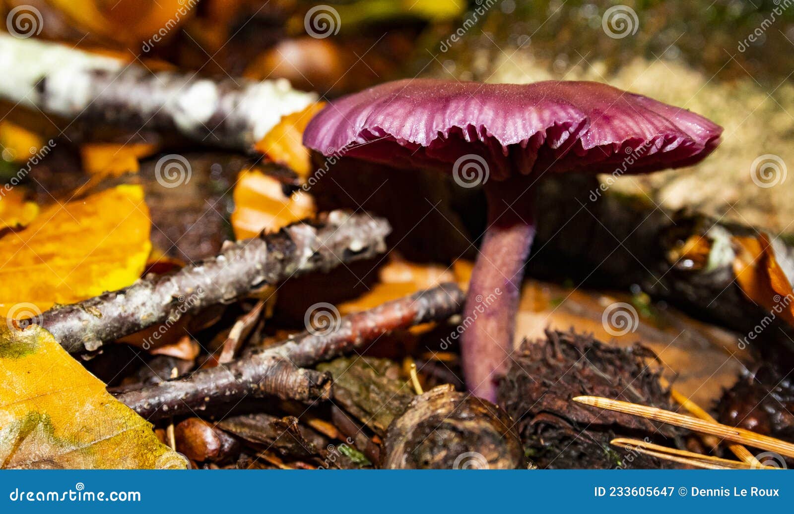 几枚紫色的小蘑菇长在枯萎的树干上植物素材设计
